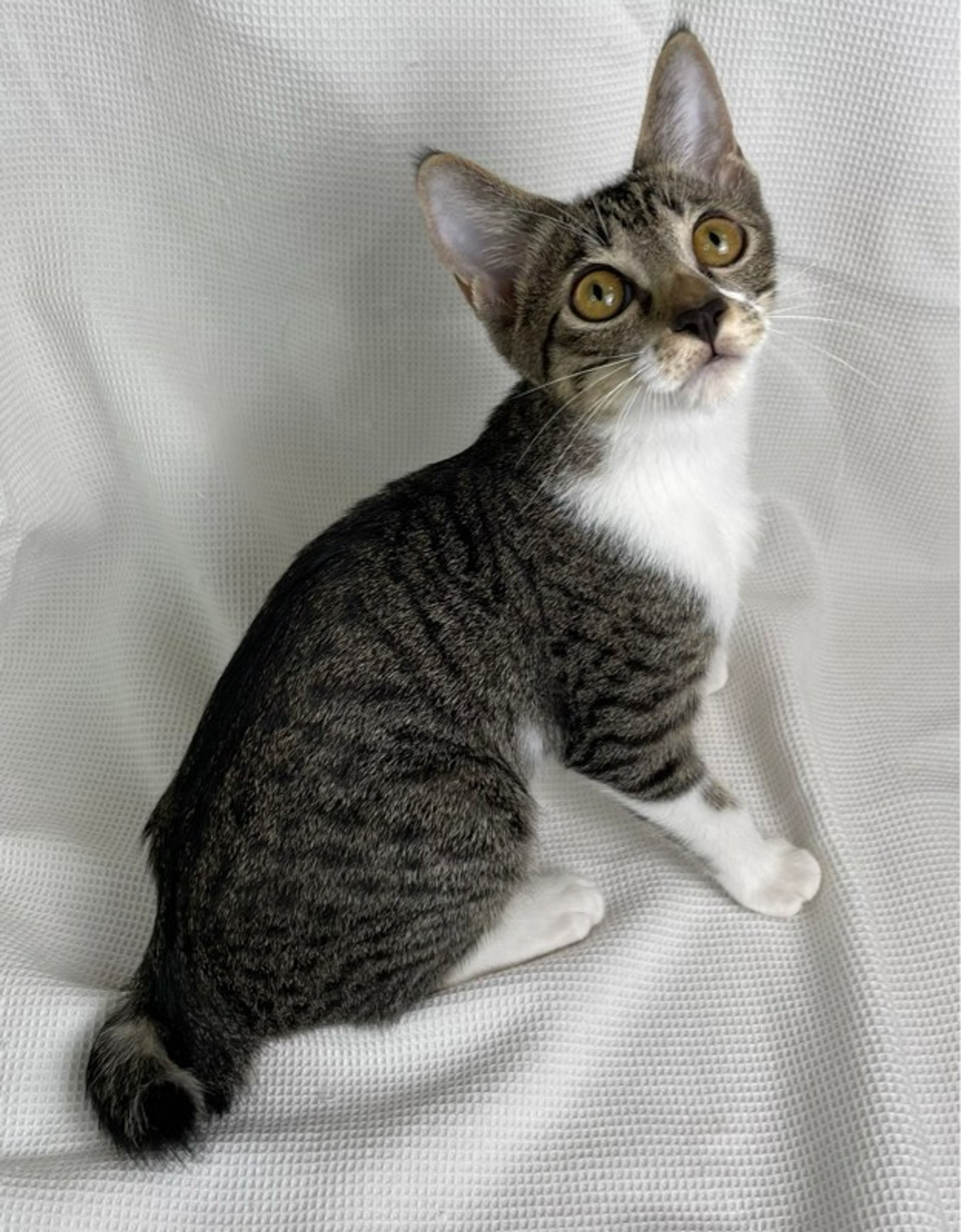 pet-image-3