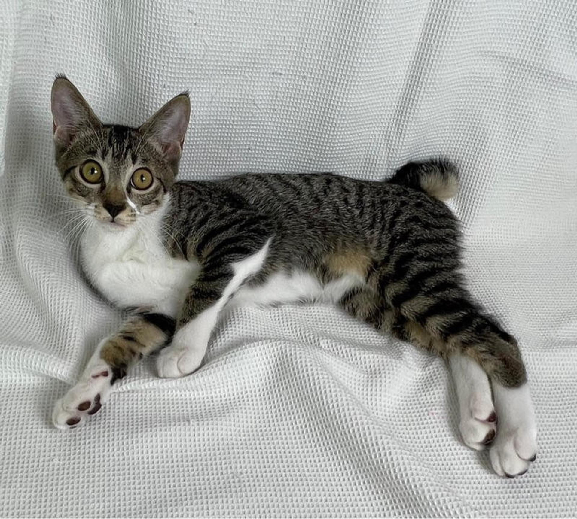 pet-image-4