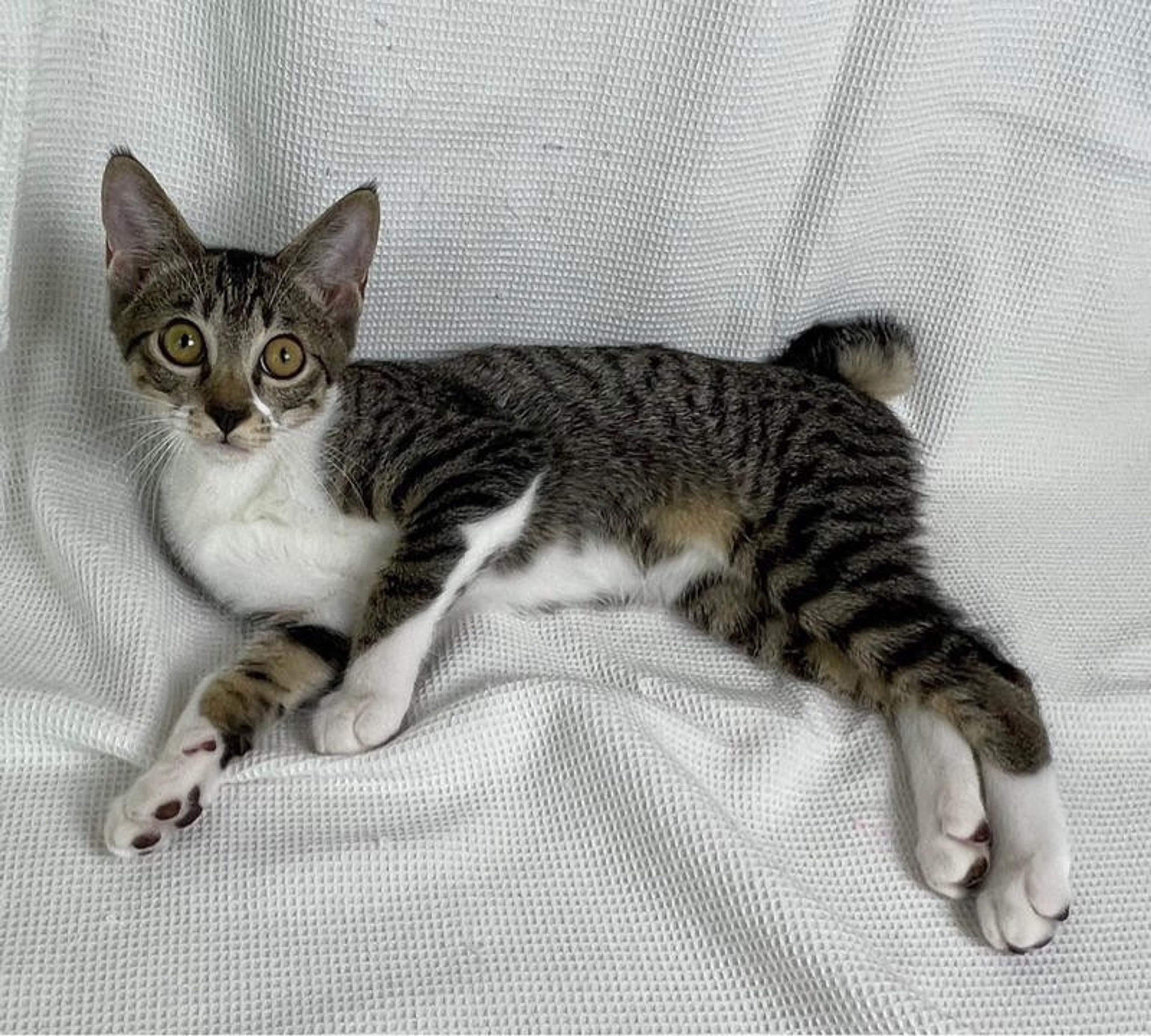 pet-image-4