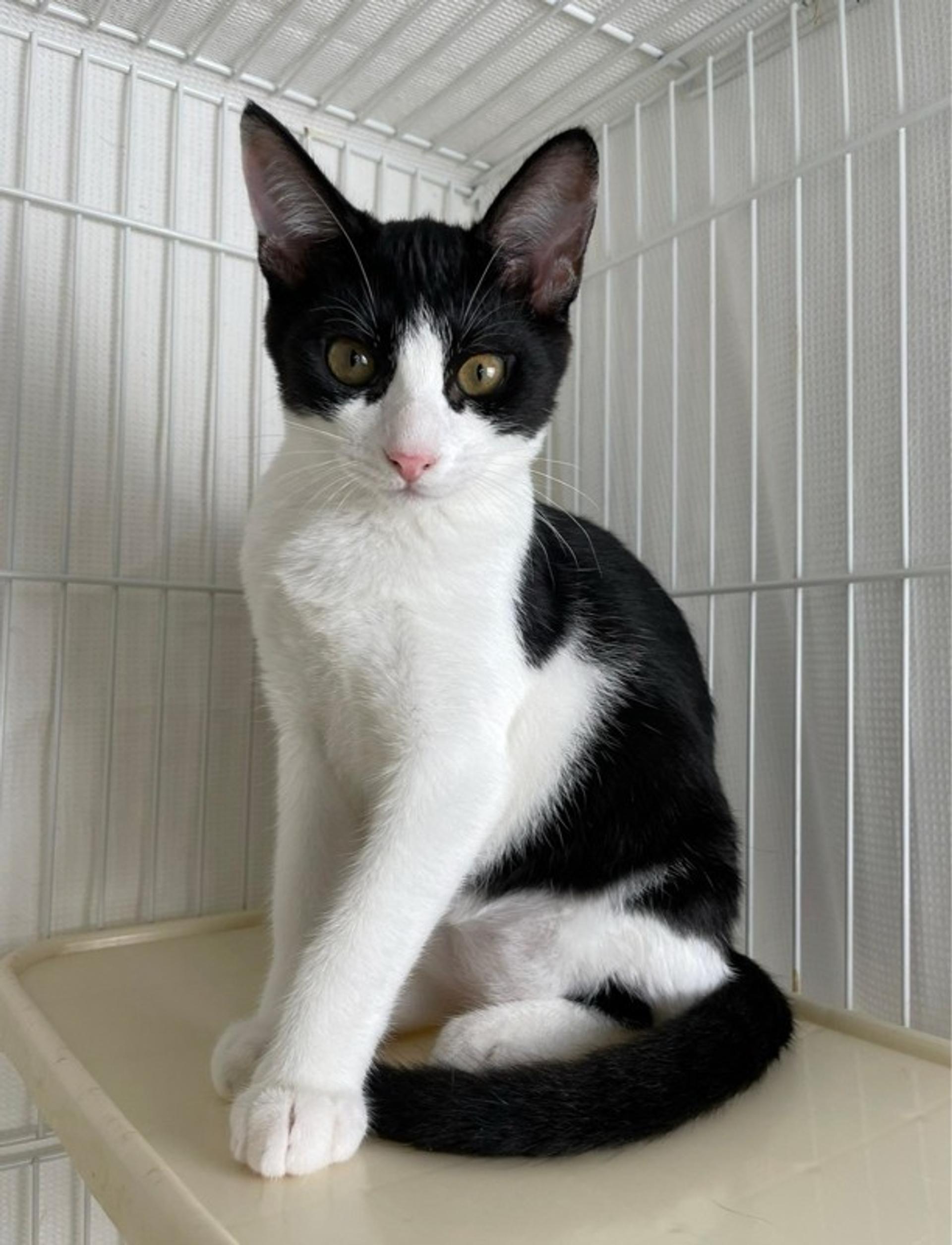 pet-image-3