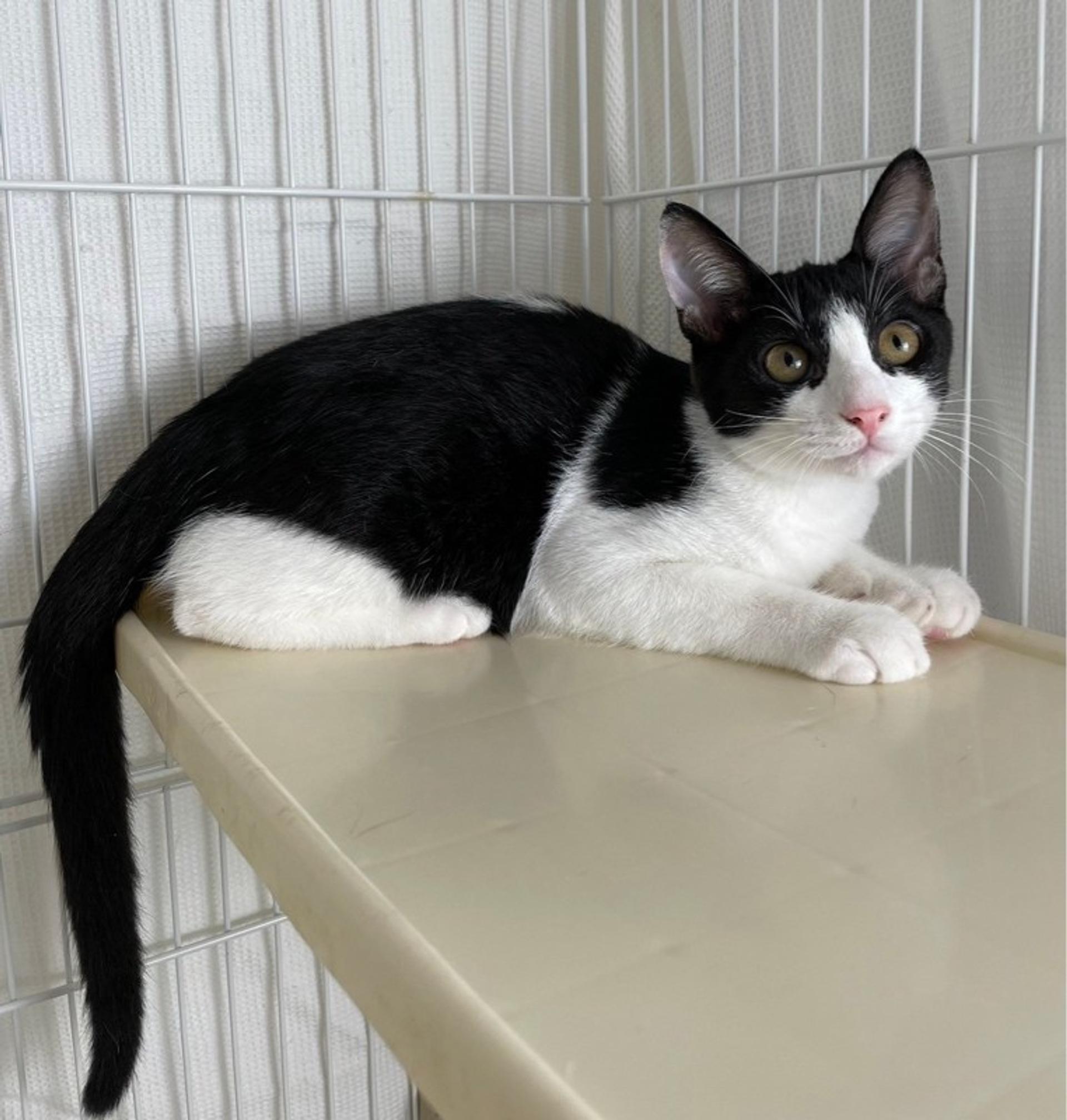 pet-image-2