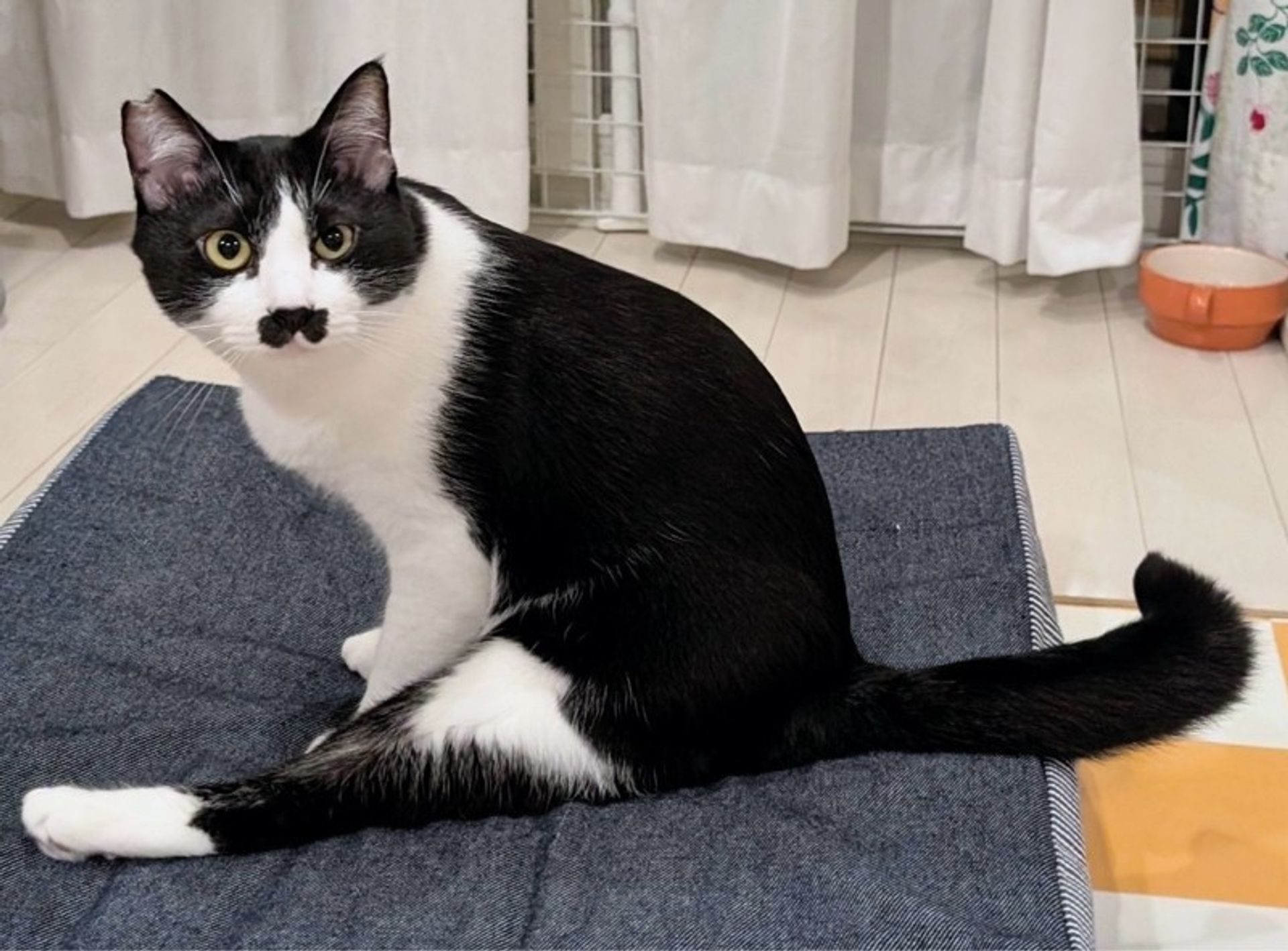 雑種（ミックス猫）・オスの里親募集の写真