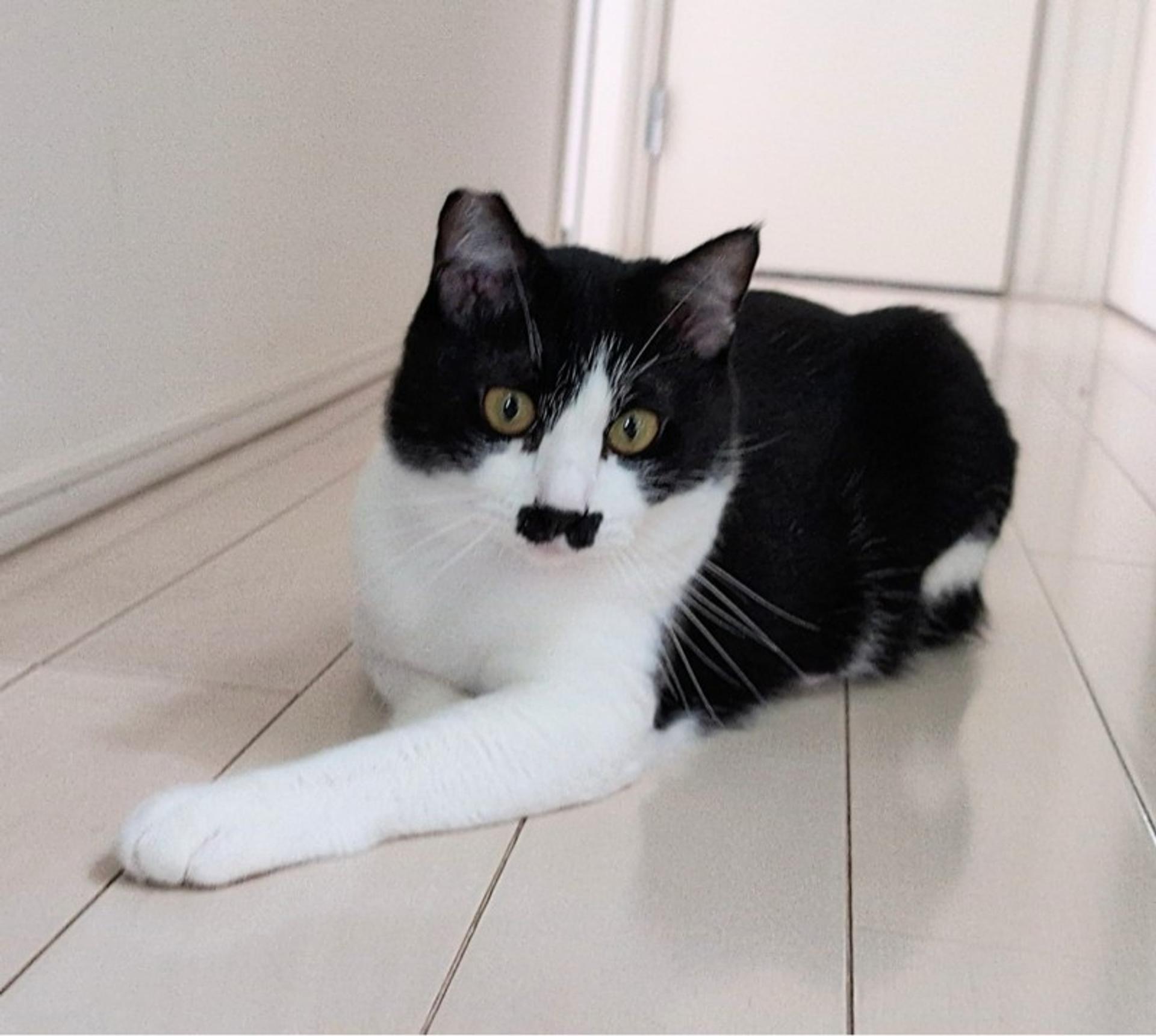 pet-image-3