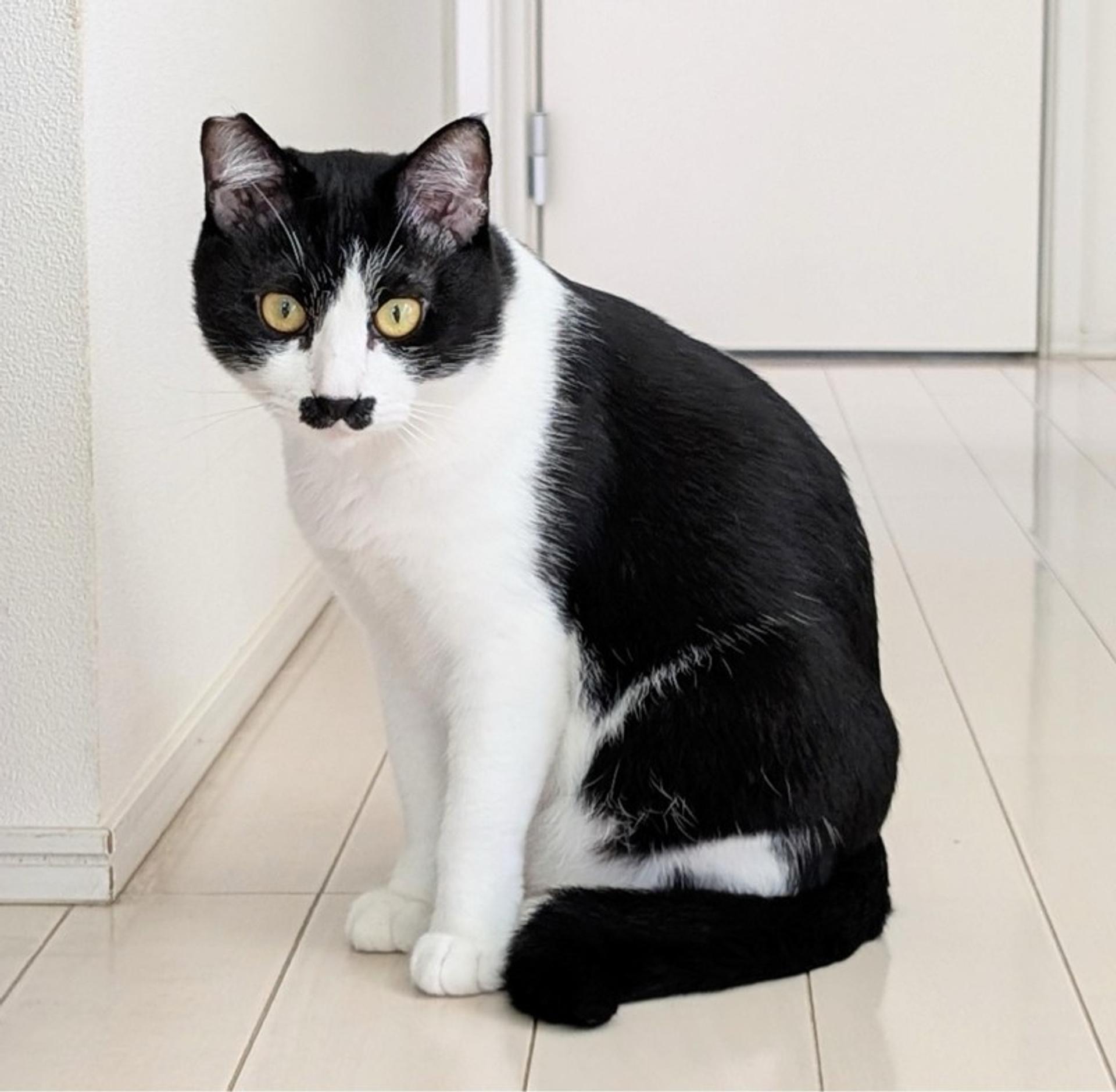 pet-image-4