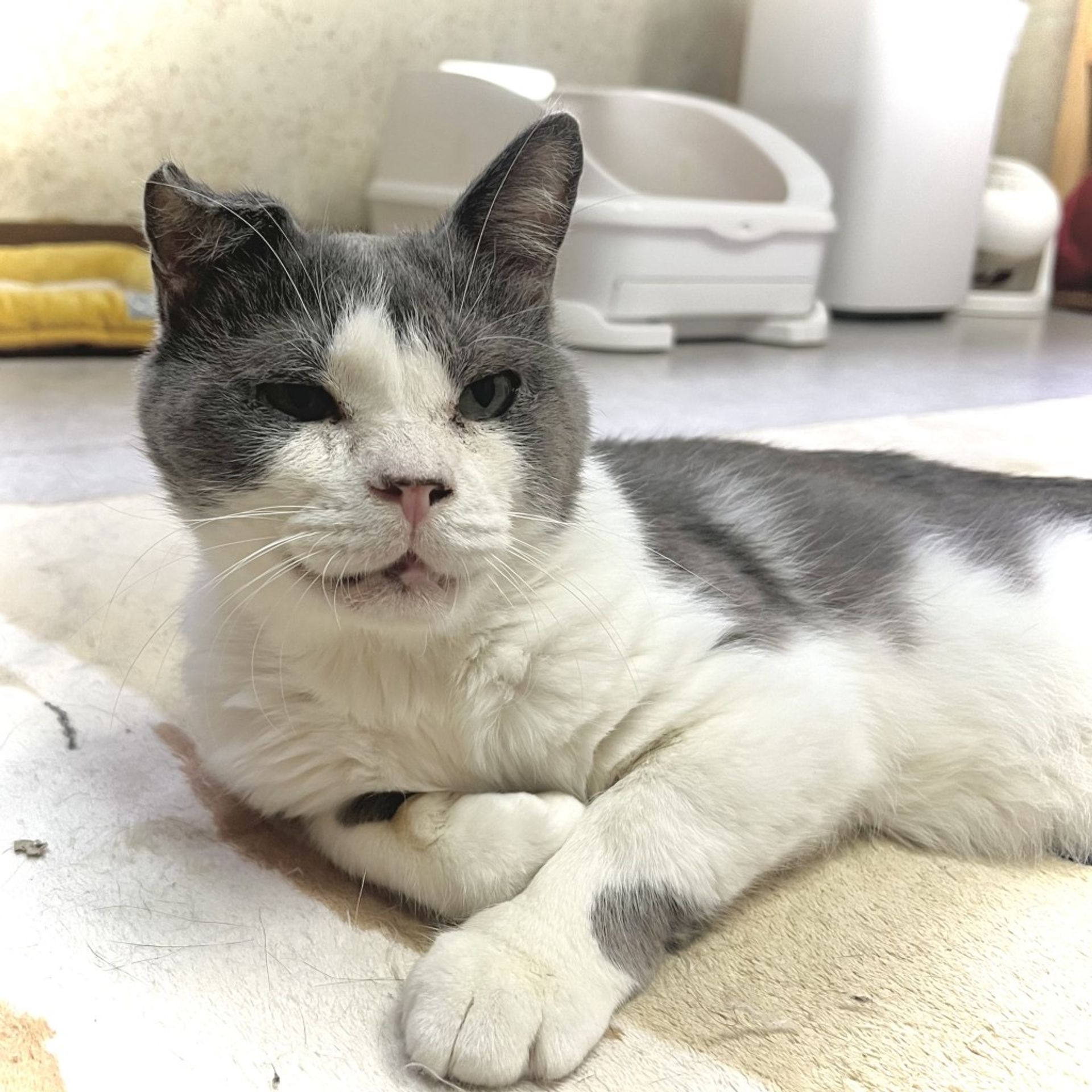 雑種（ミックス猫）・オスの里親募集の写真