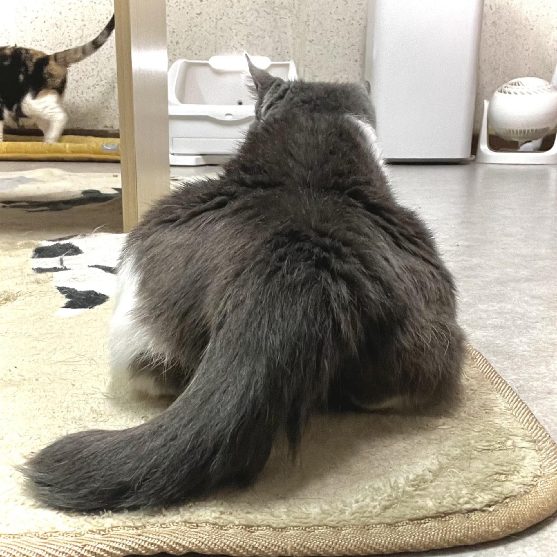 pet-image-3