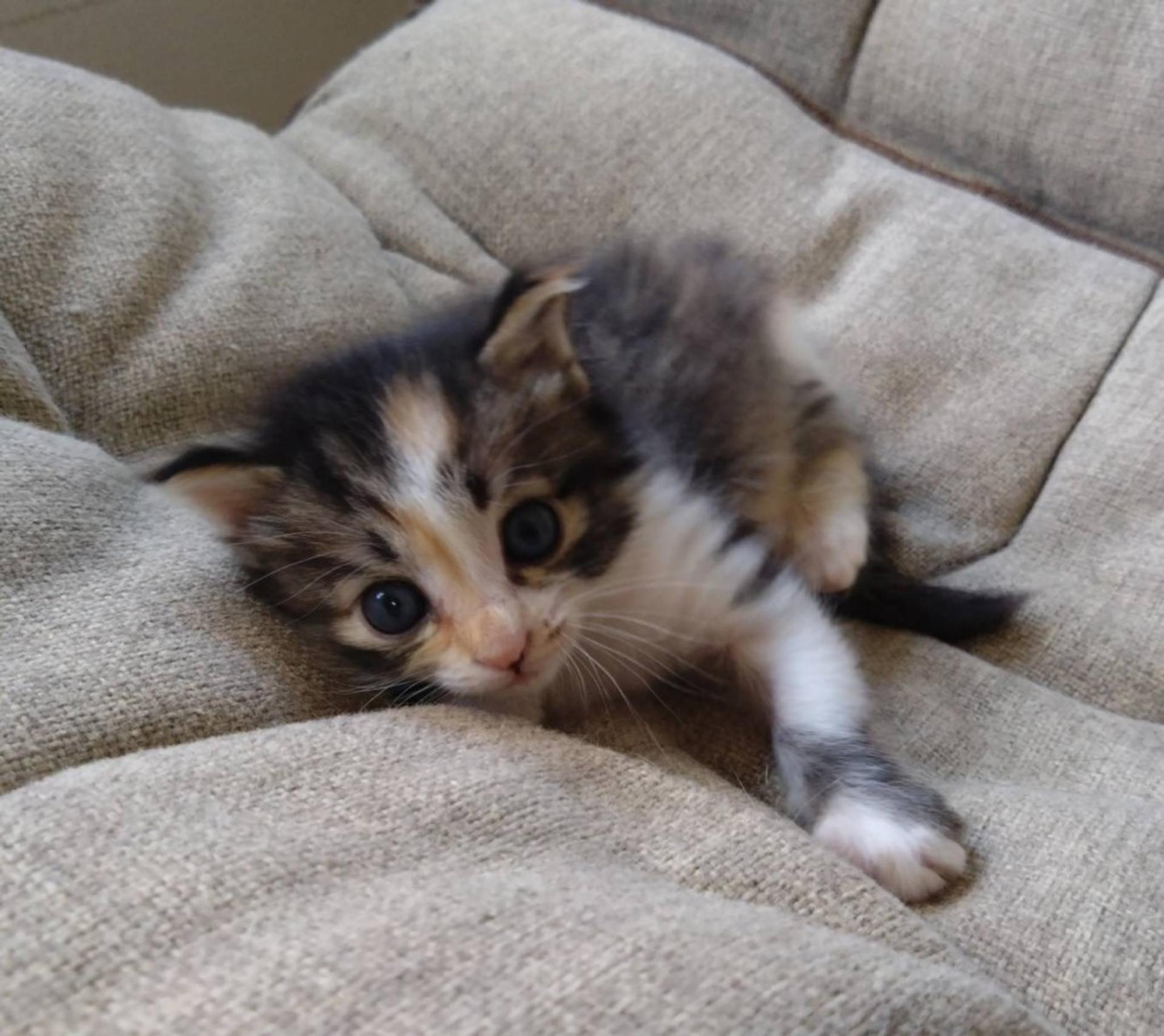 pet-image-4