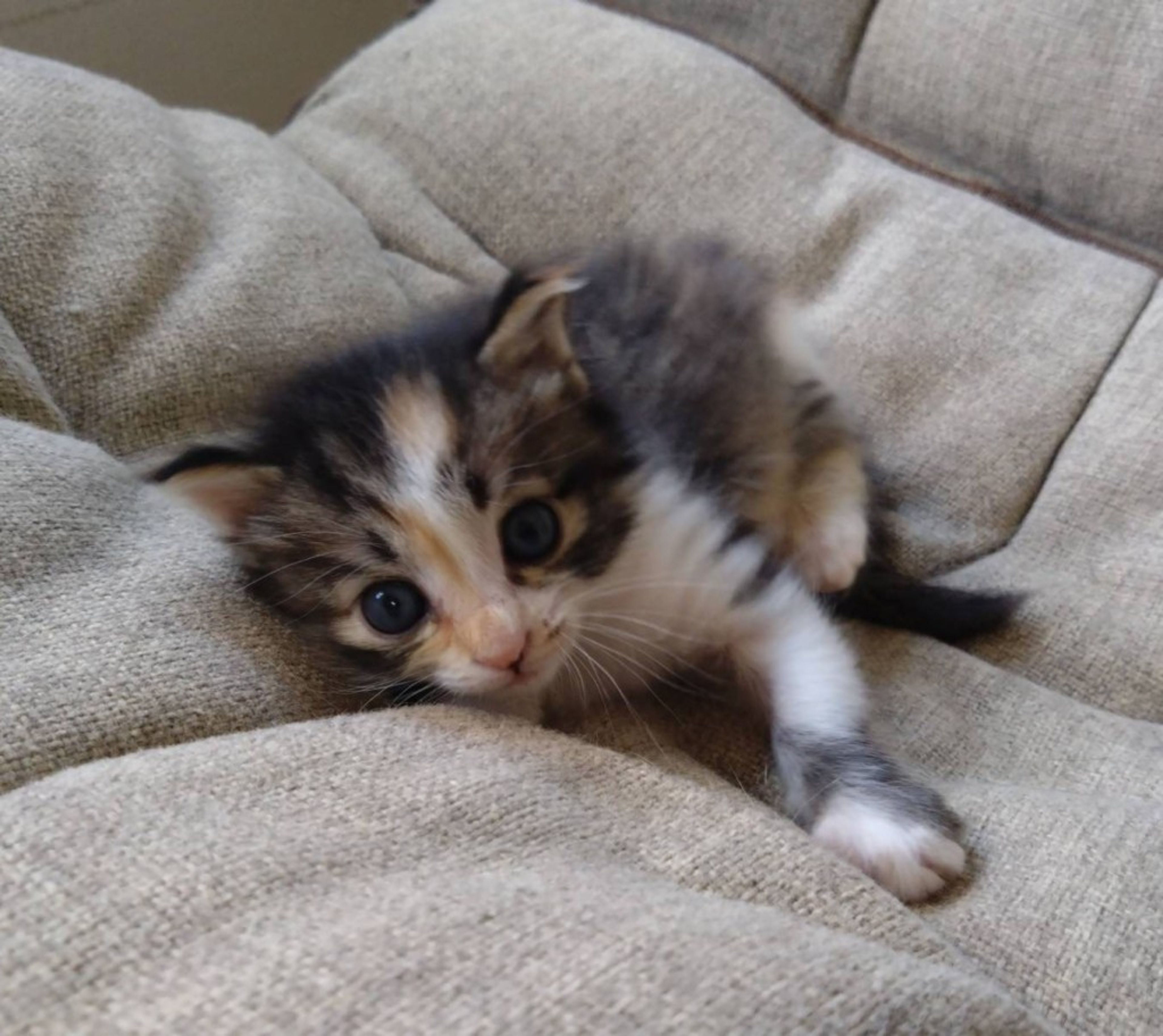 pet-image-4