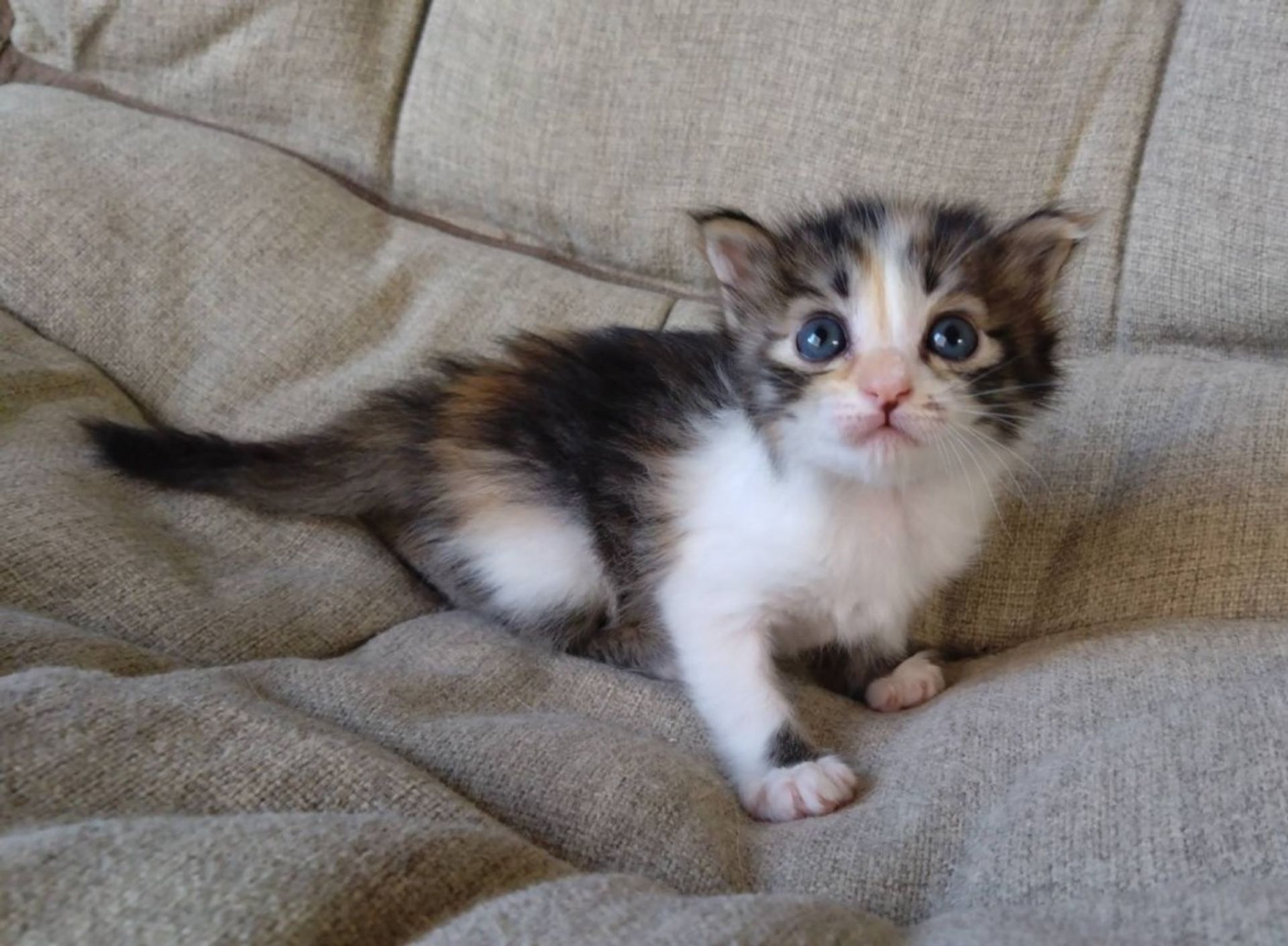雑種（ミックス猫）・メスの里親募集の写真