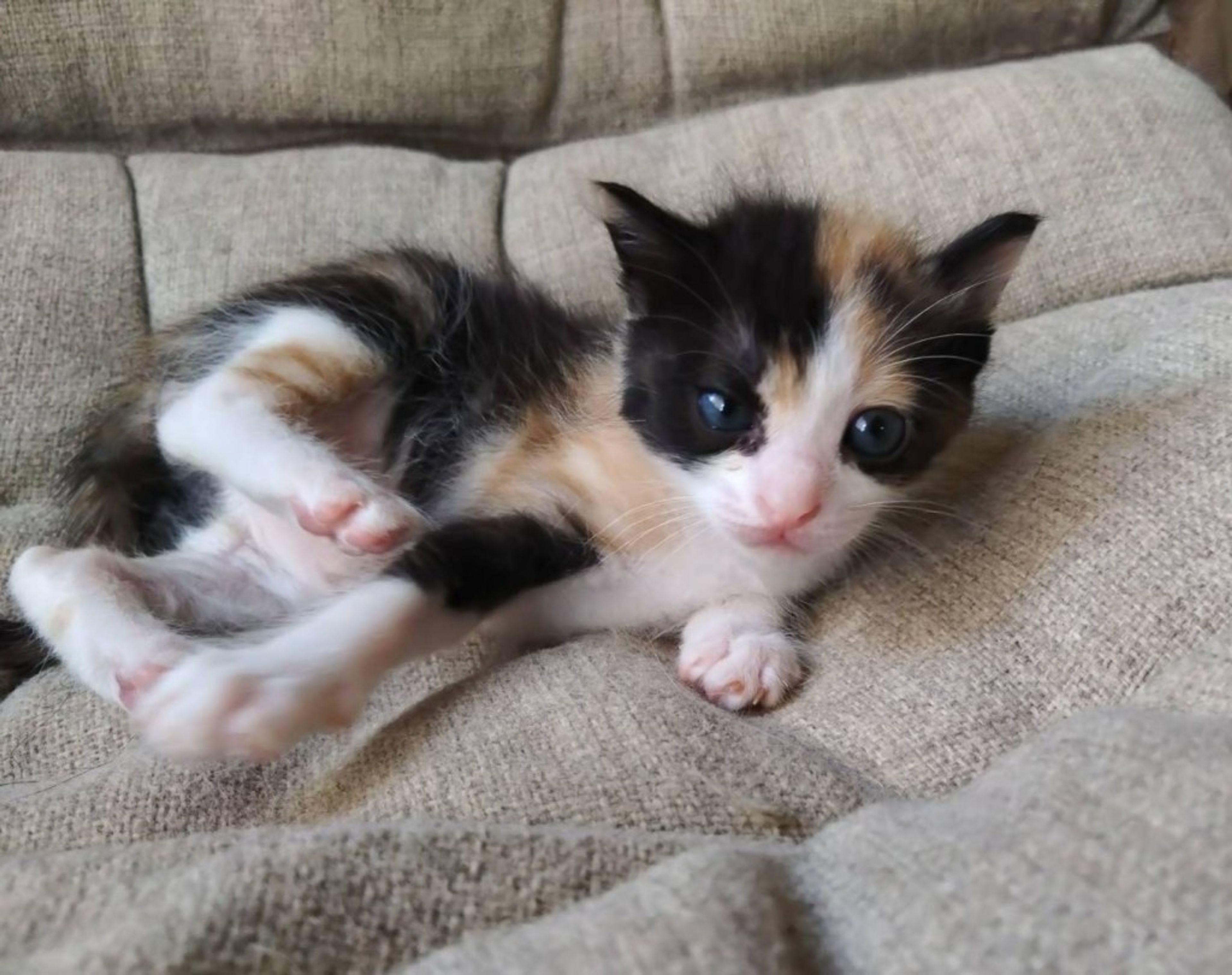pet-image-4