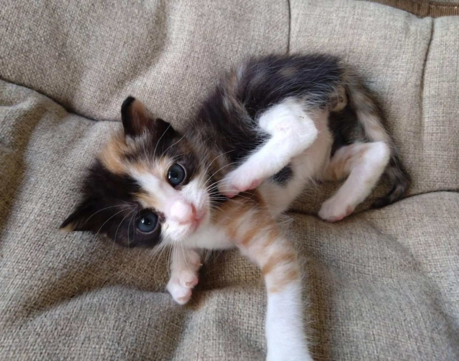pet-image-2