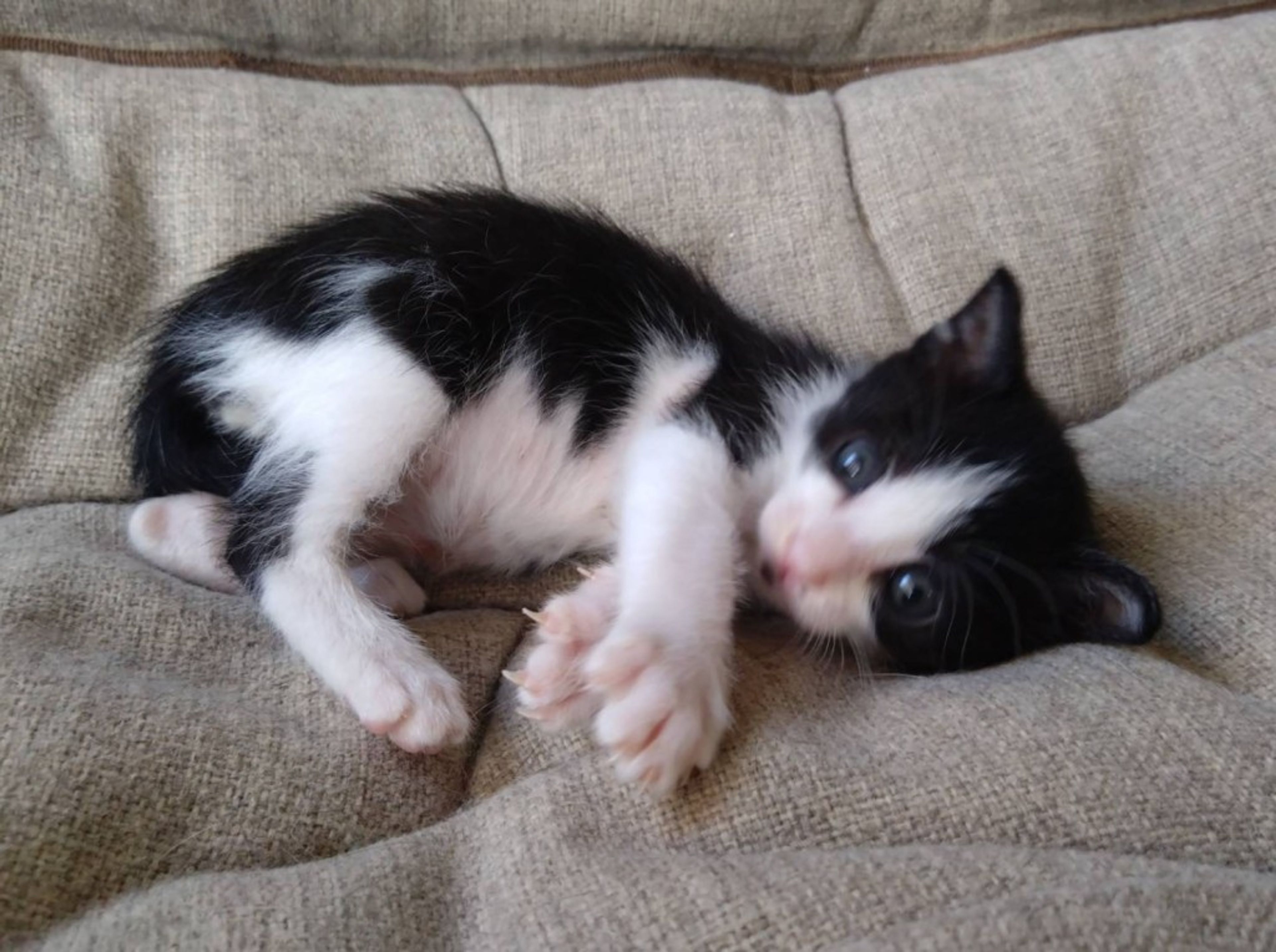 pet-image-3