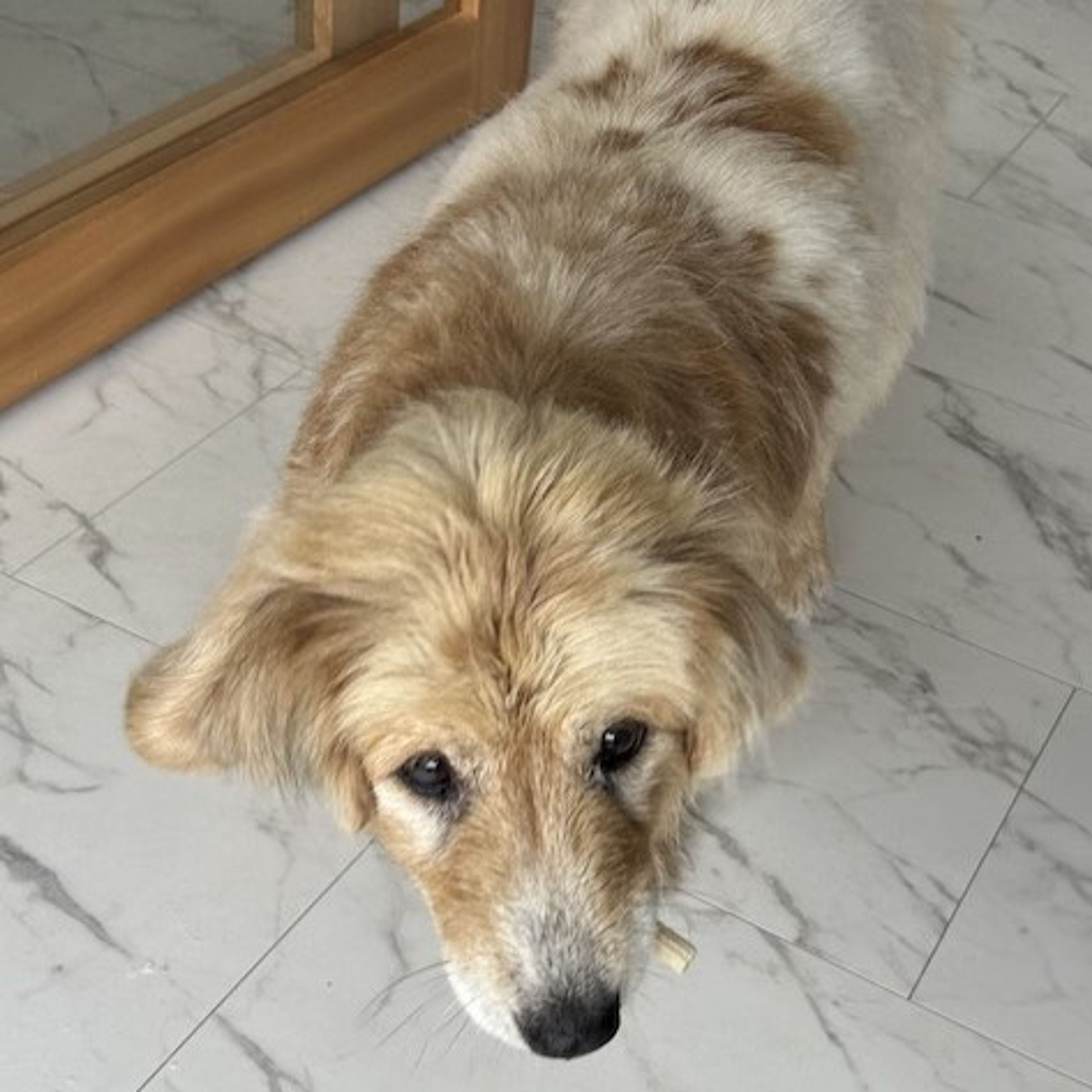 pet-image-4