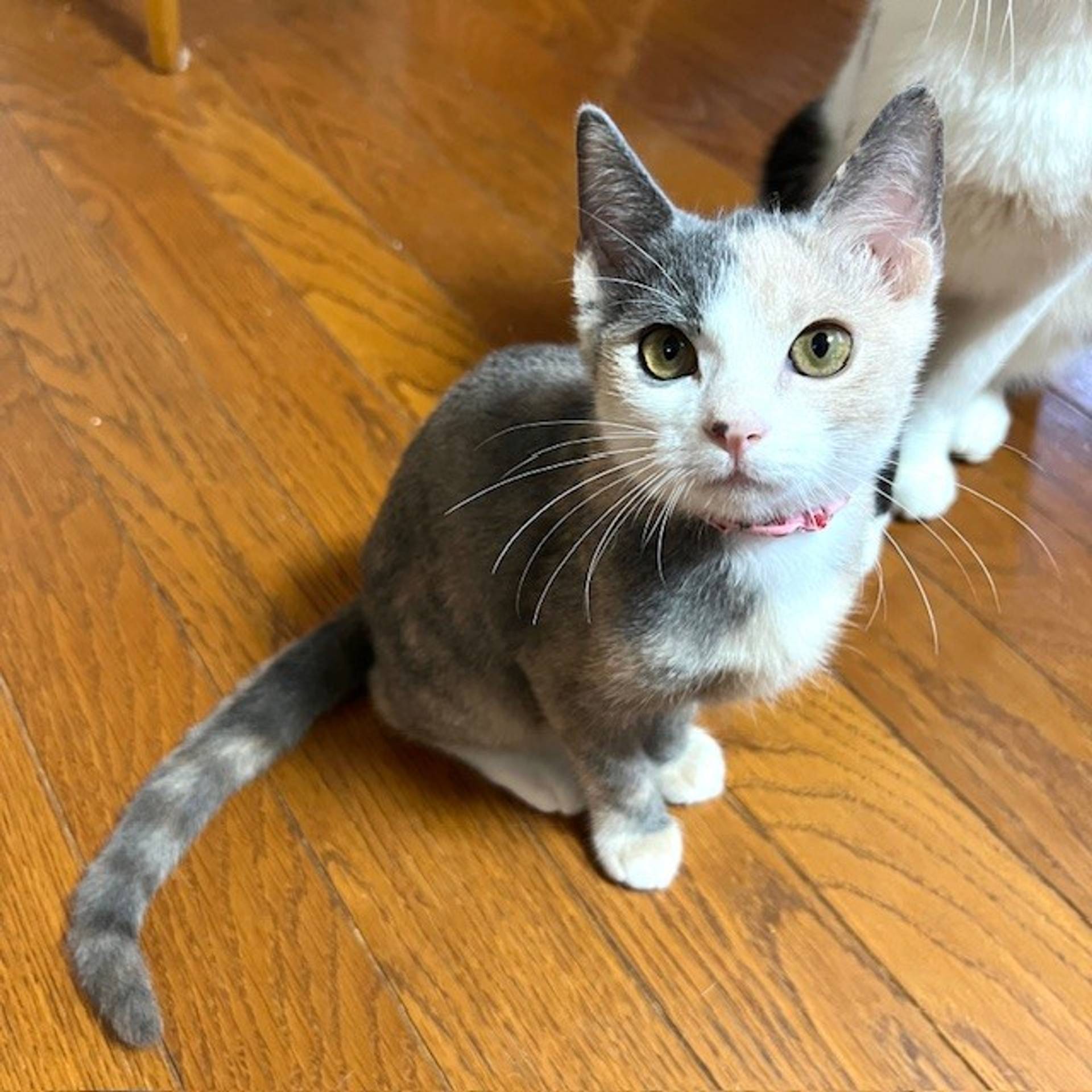 雑種（ミックス猫）・メスの里親募集の写真