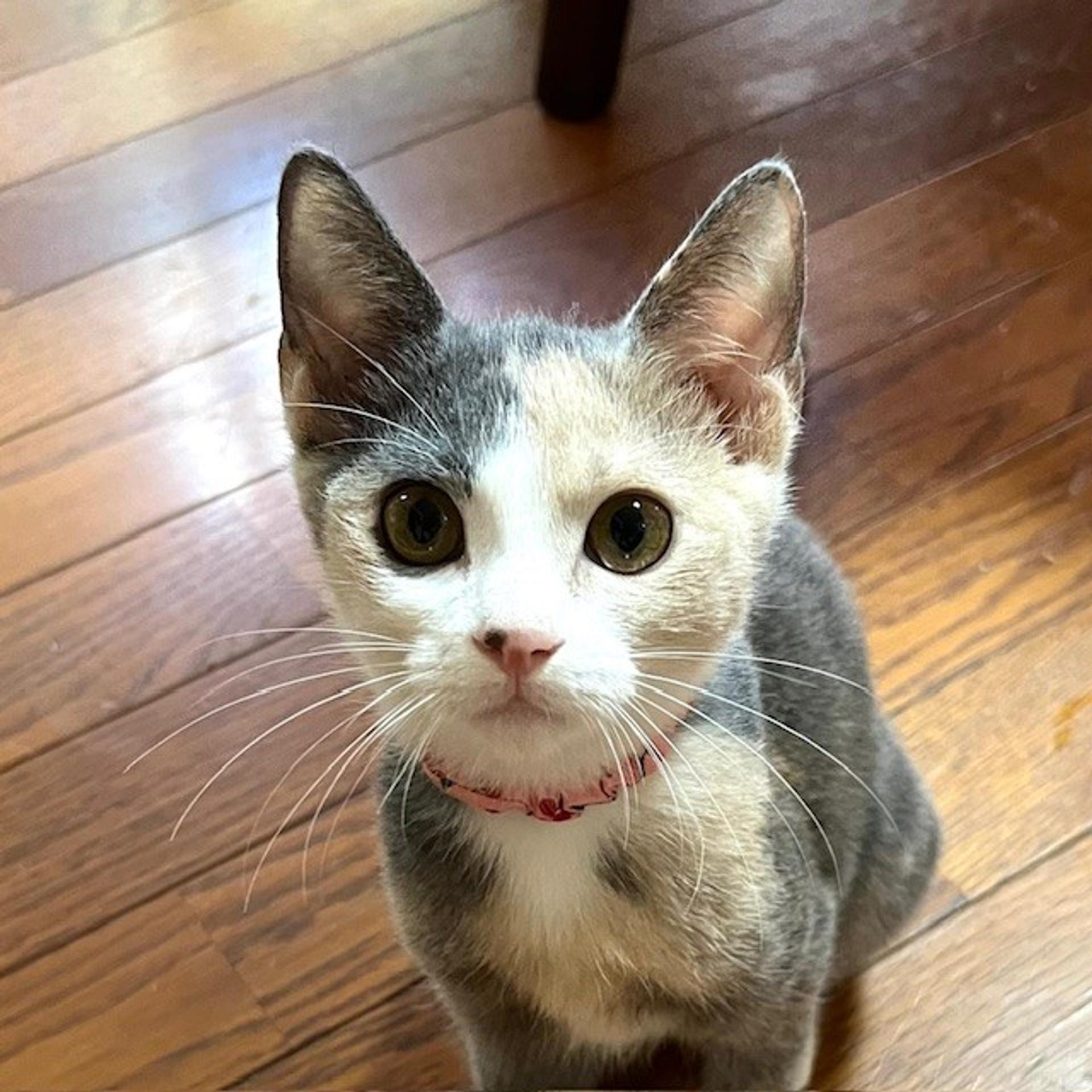 pet-image-3