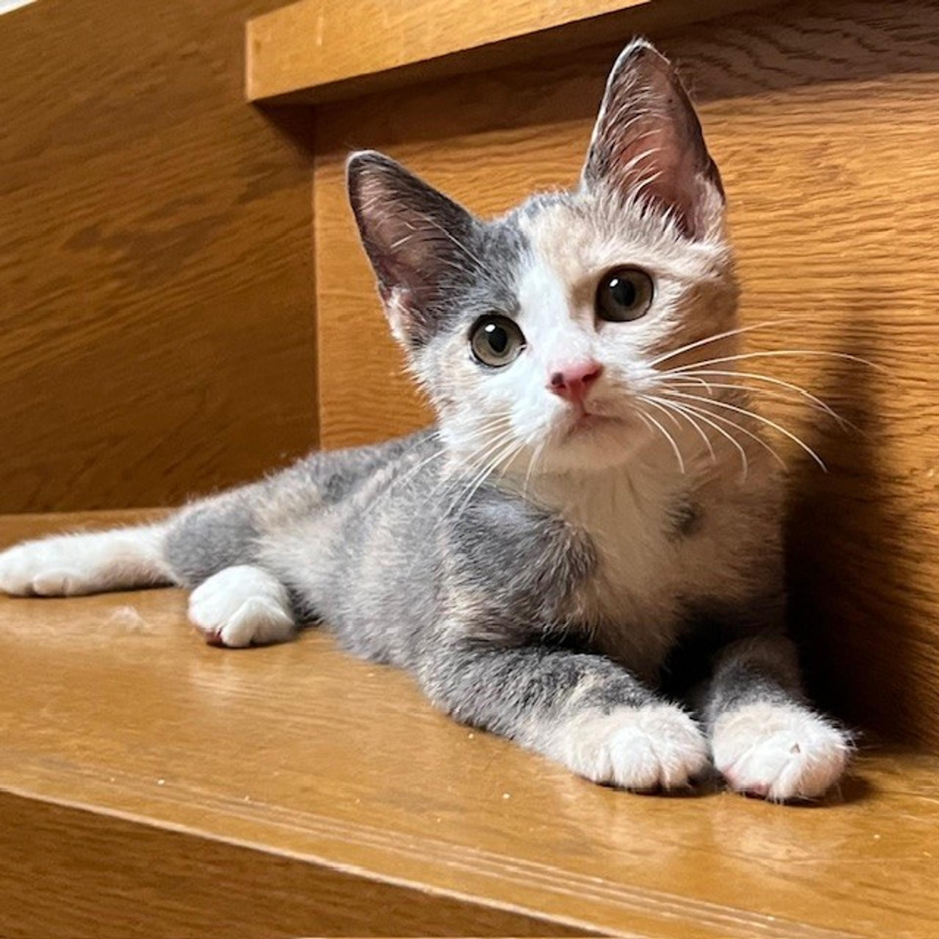 pet-image-2