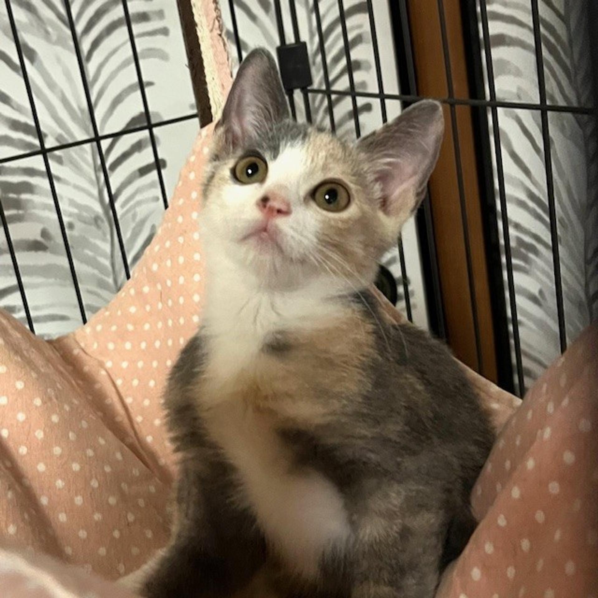 pet-image-5