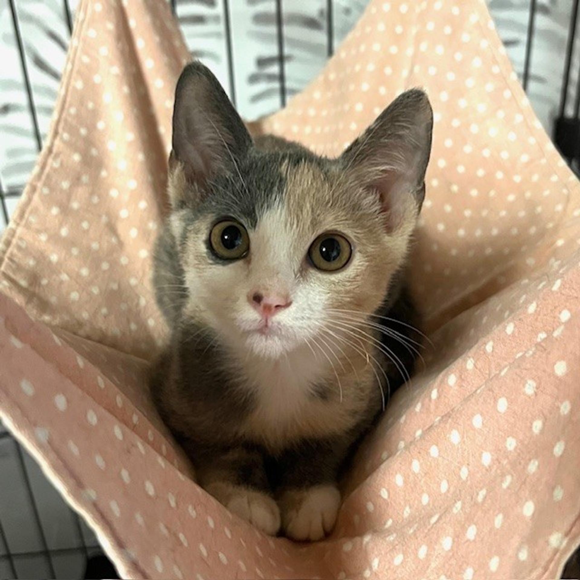 pet-image-4