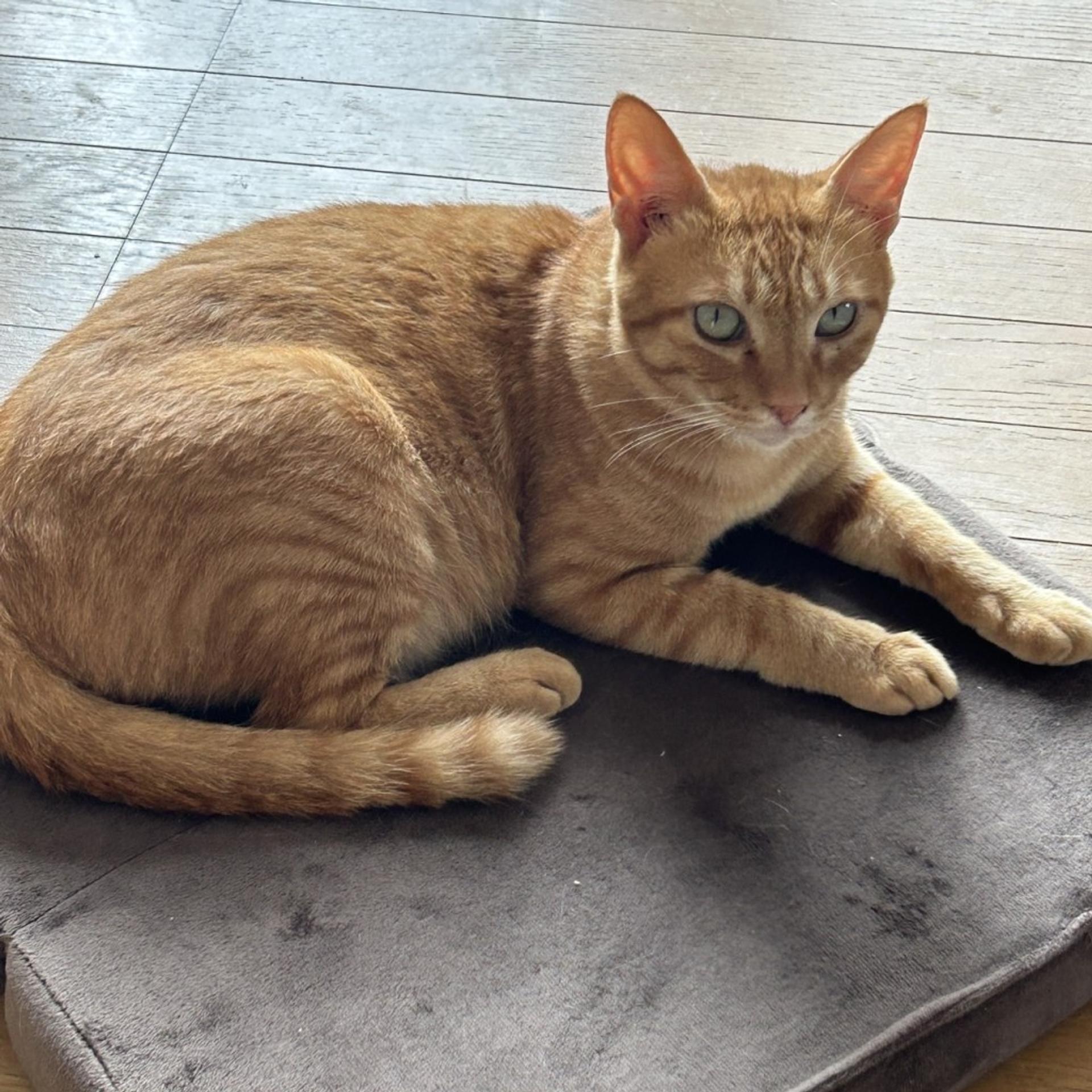 pet-image-8