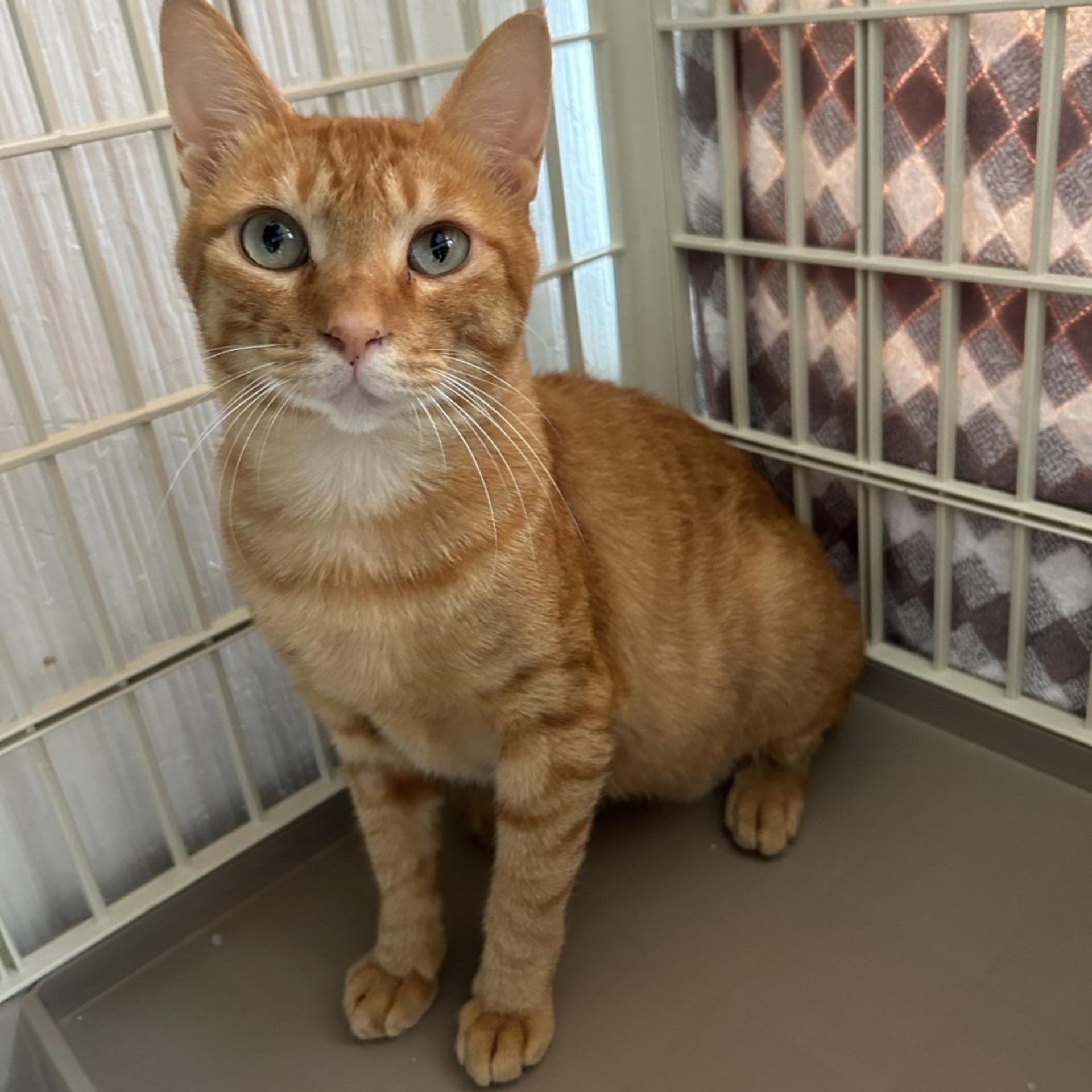 pet-image-4
