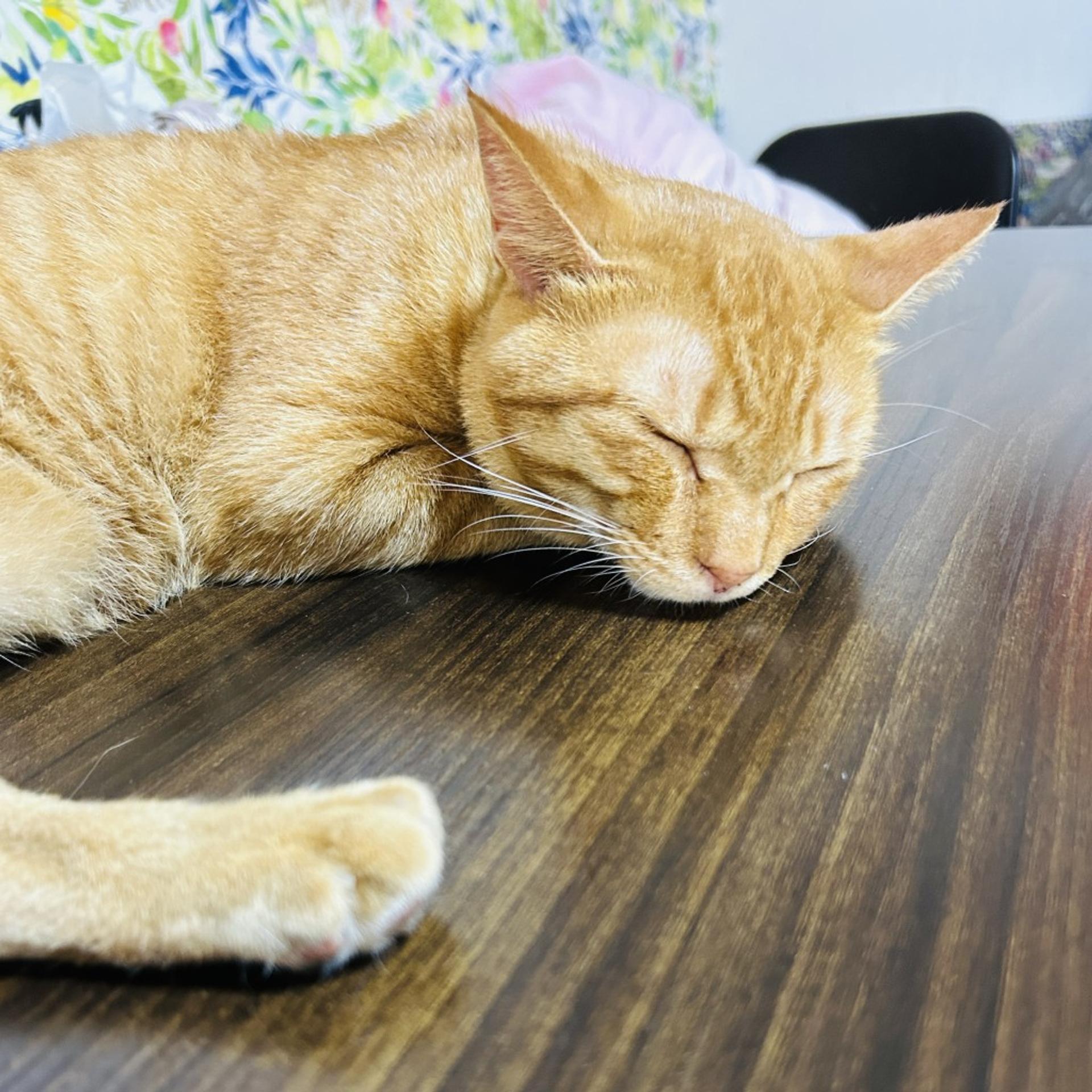 pet-image-5
