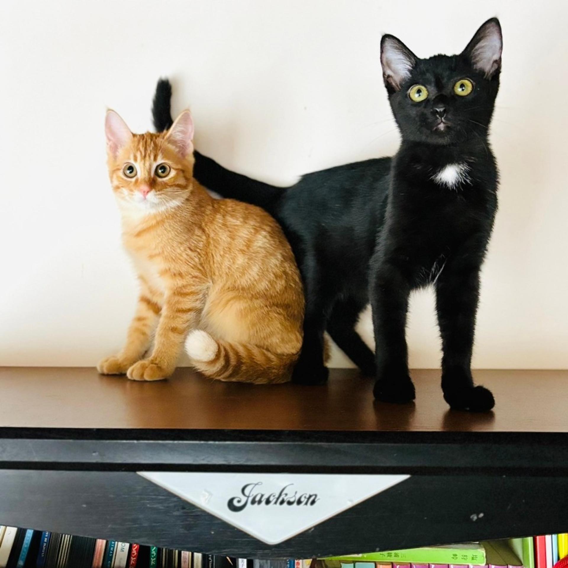 pet-image-9