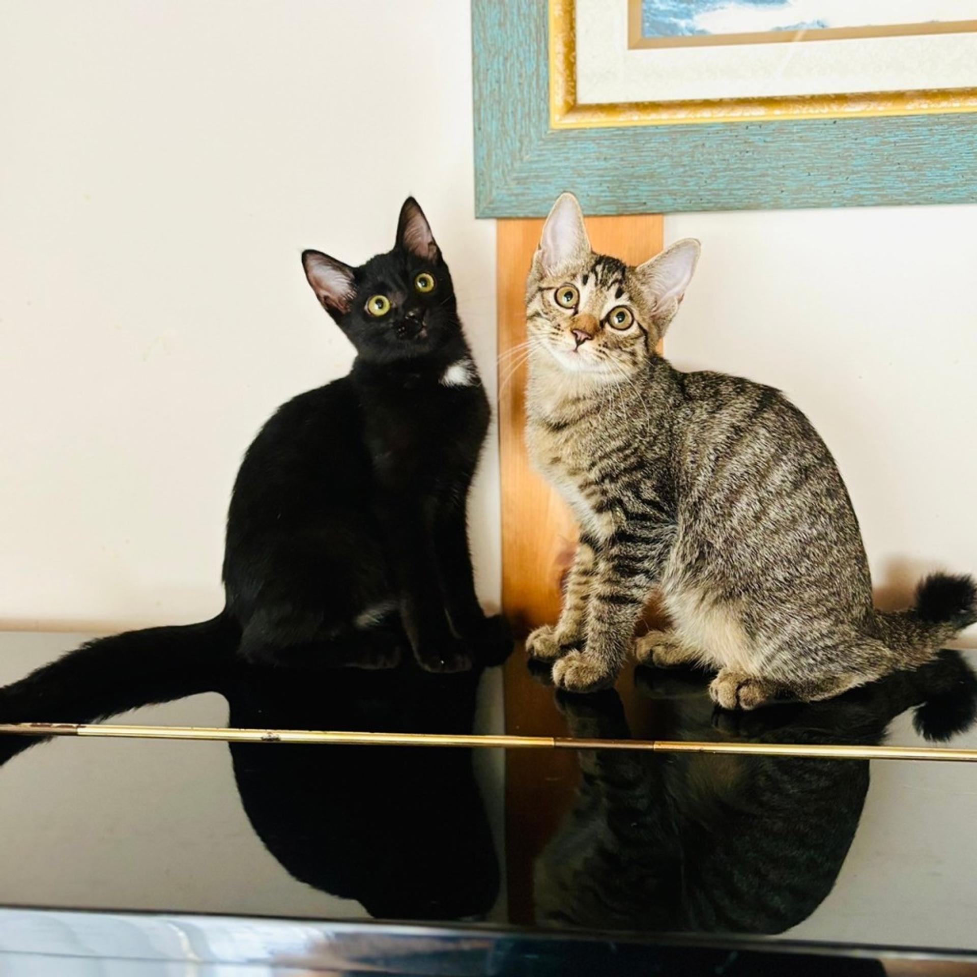 pet-image-5