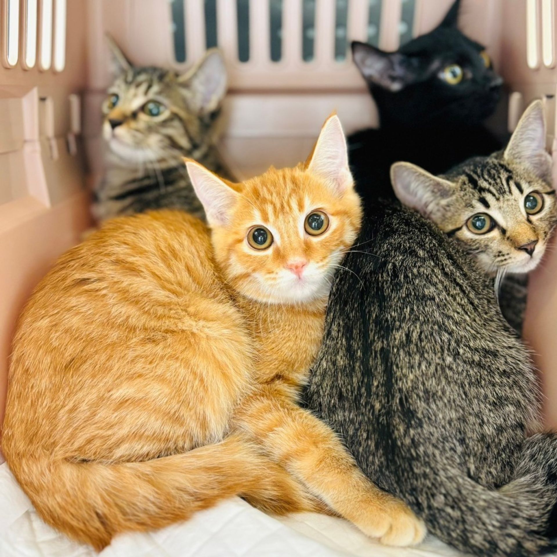 雑種（ミックス猫）・オスの里親募集の写真