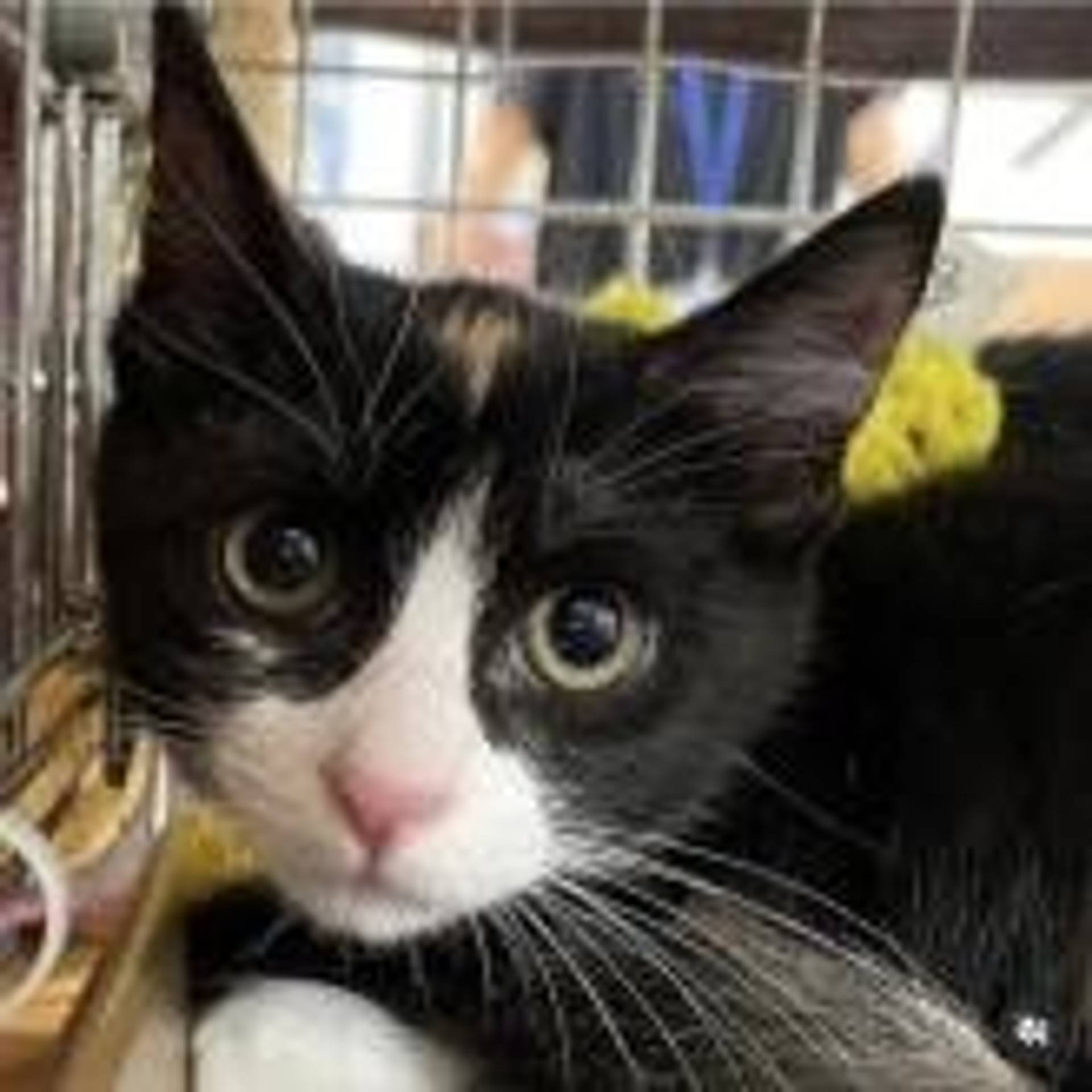 雑種（ミックス猫）・メスの里親募集の写真