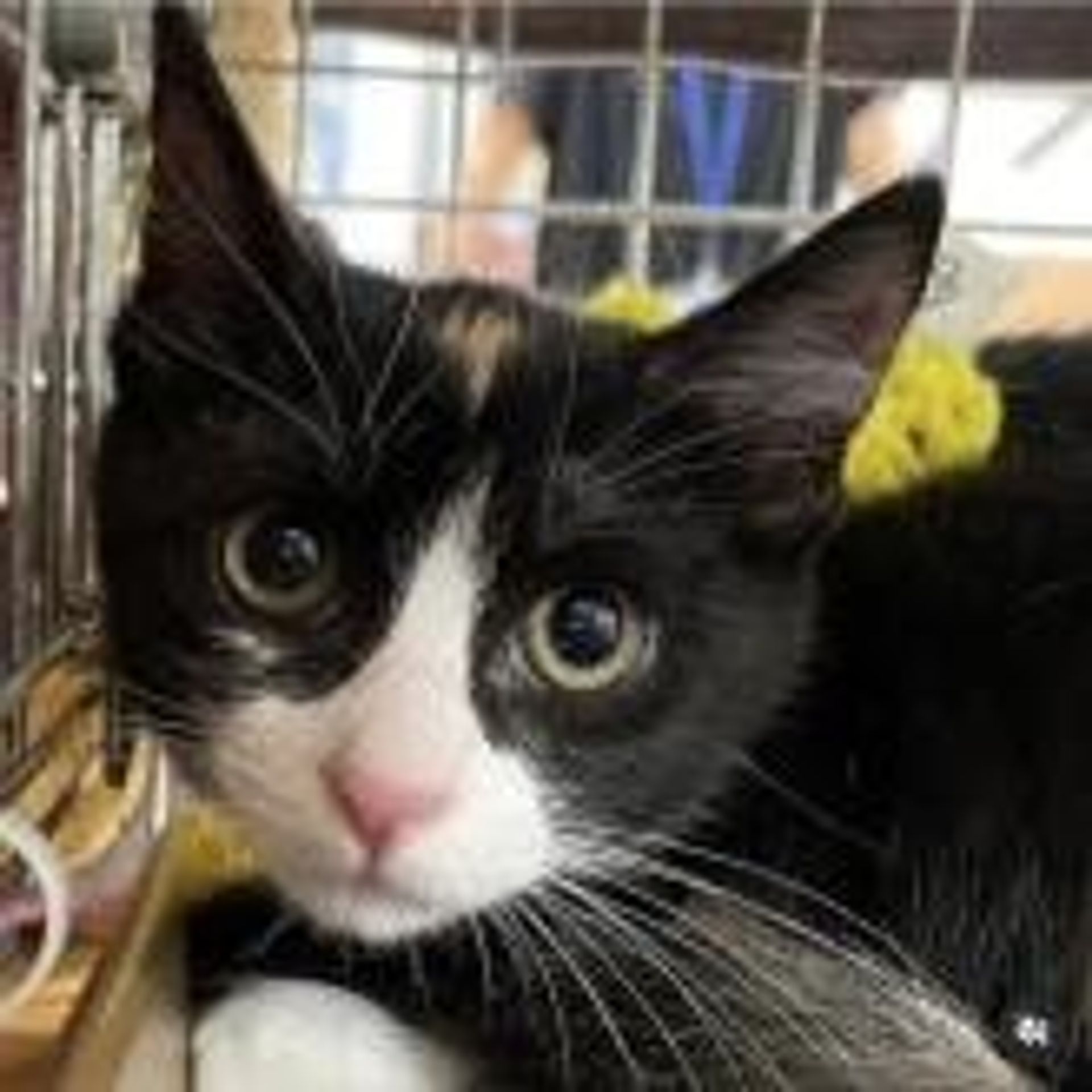 雑種（ミックス猫）・メスの里親募集の写真