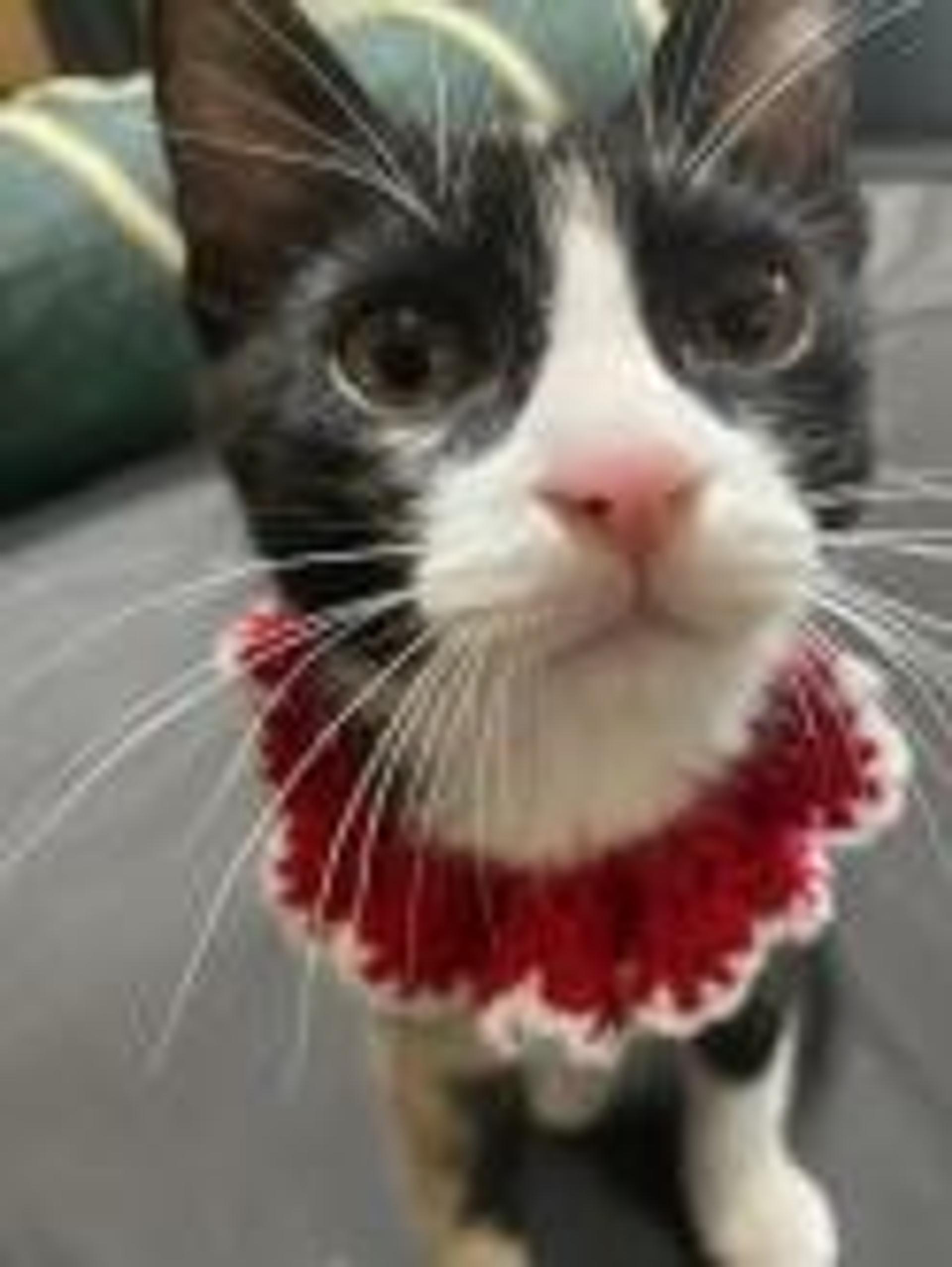 pet-image-2