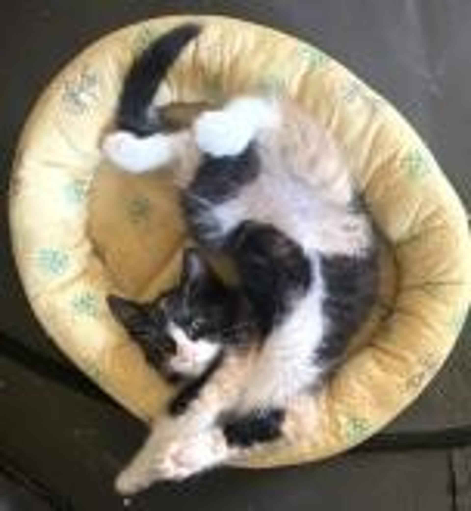 pet-image-3