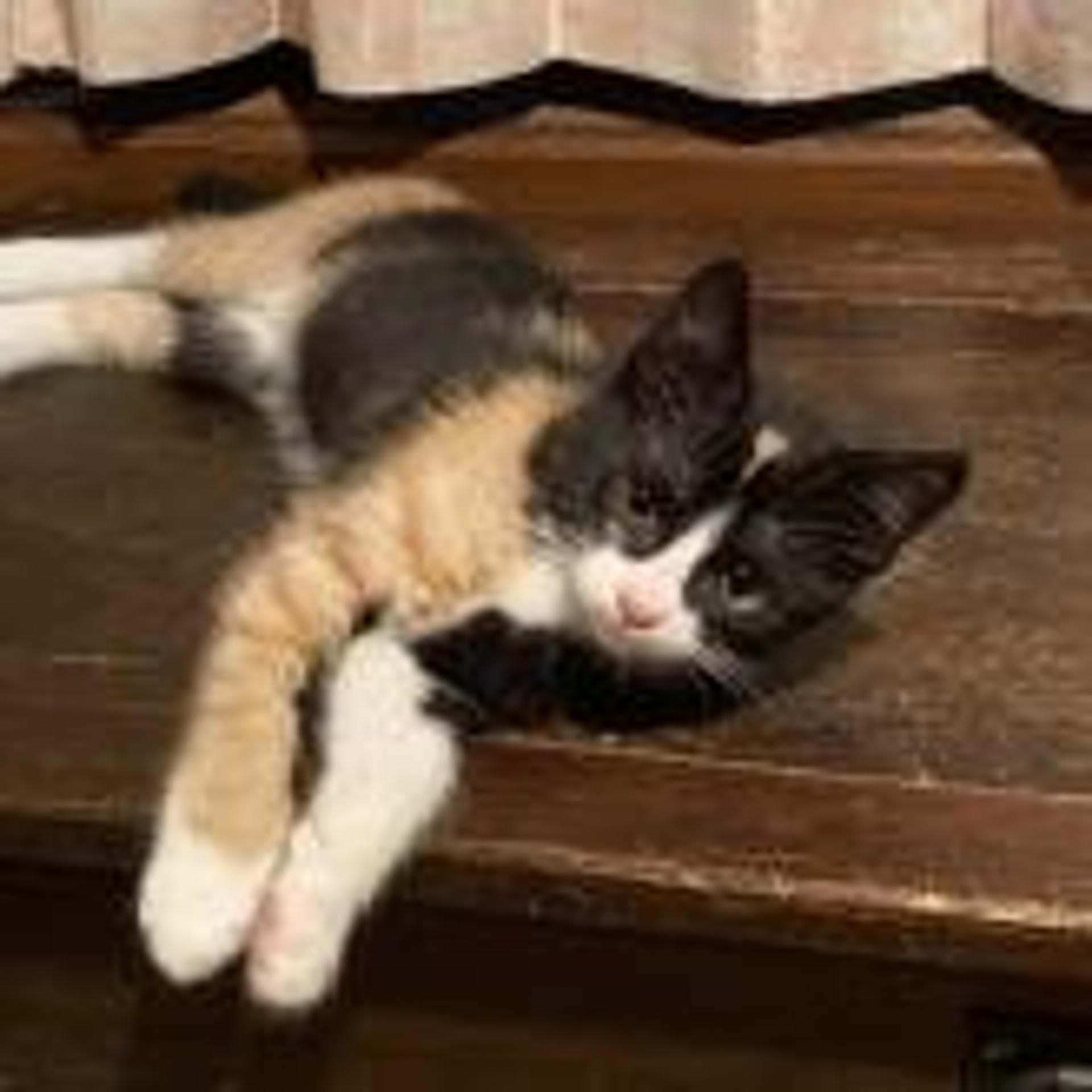 pet-image-4