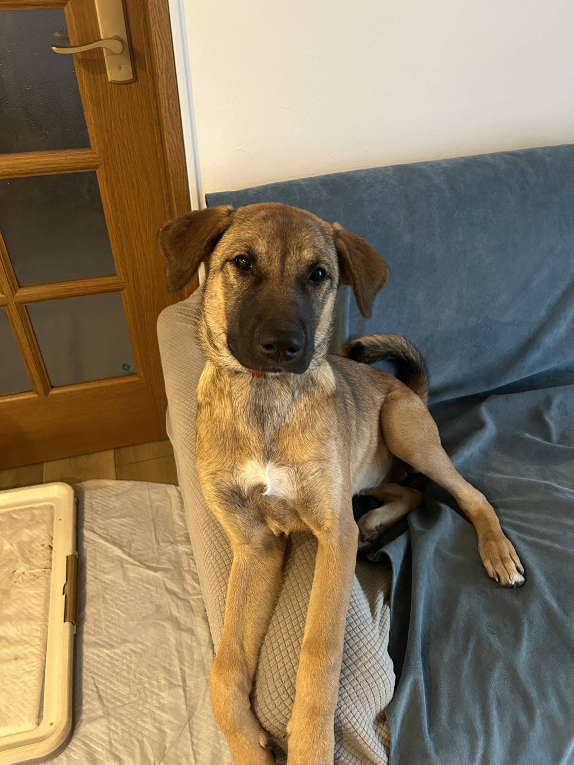雑種（ミックス犬）・メスの里親募集の写真