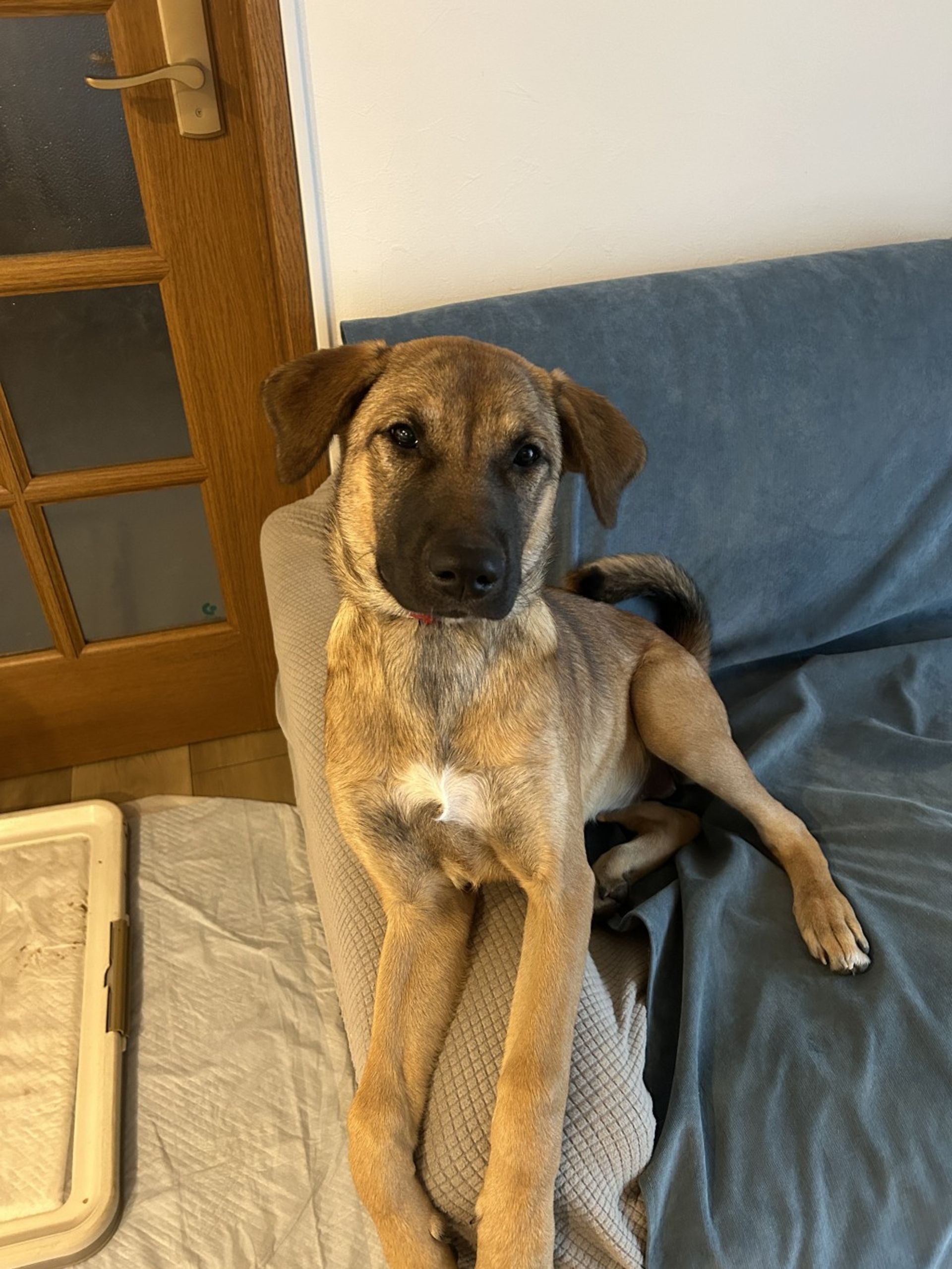 雑種（ミックス犬）・メスの里親募集の写真