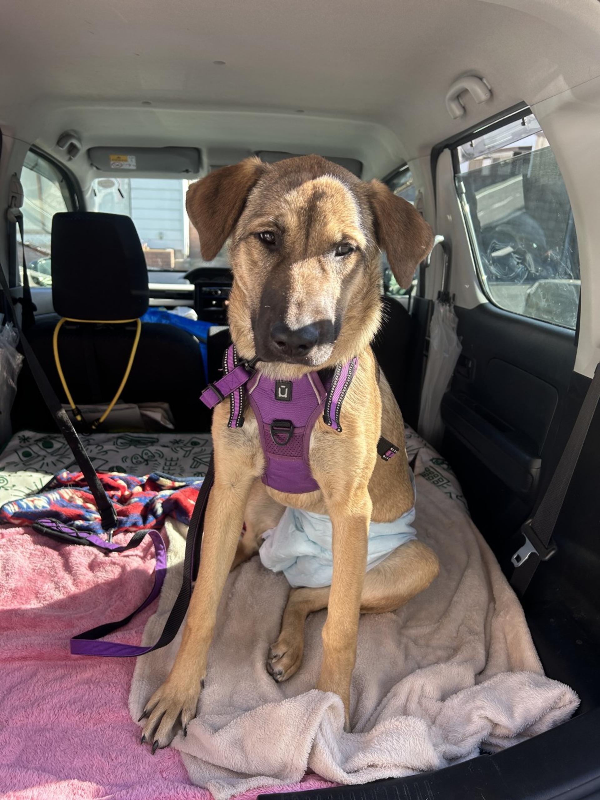 pet-image-3