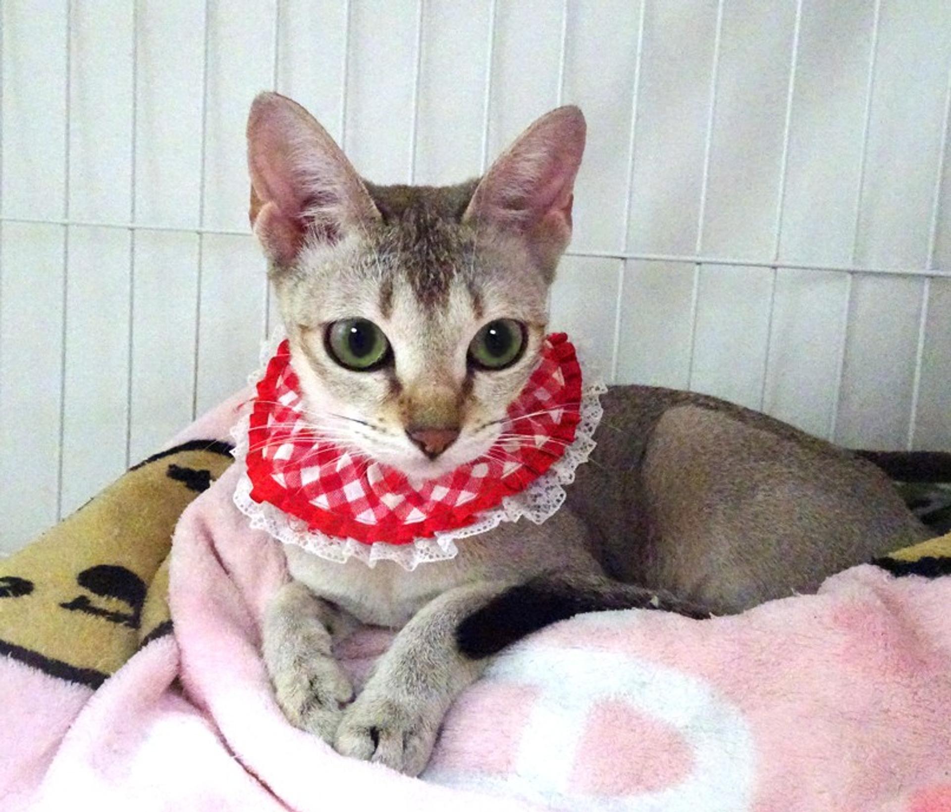 pet-image-3