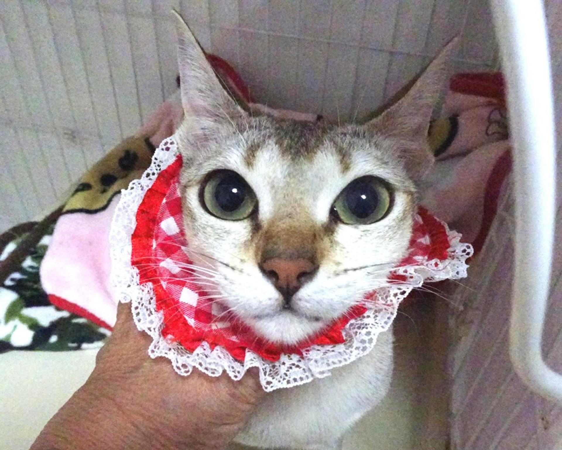 pet-image-4