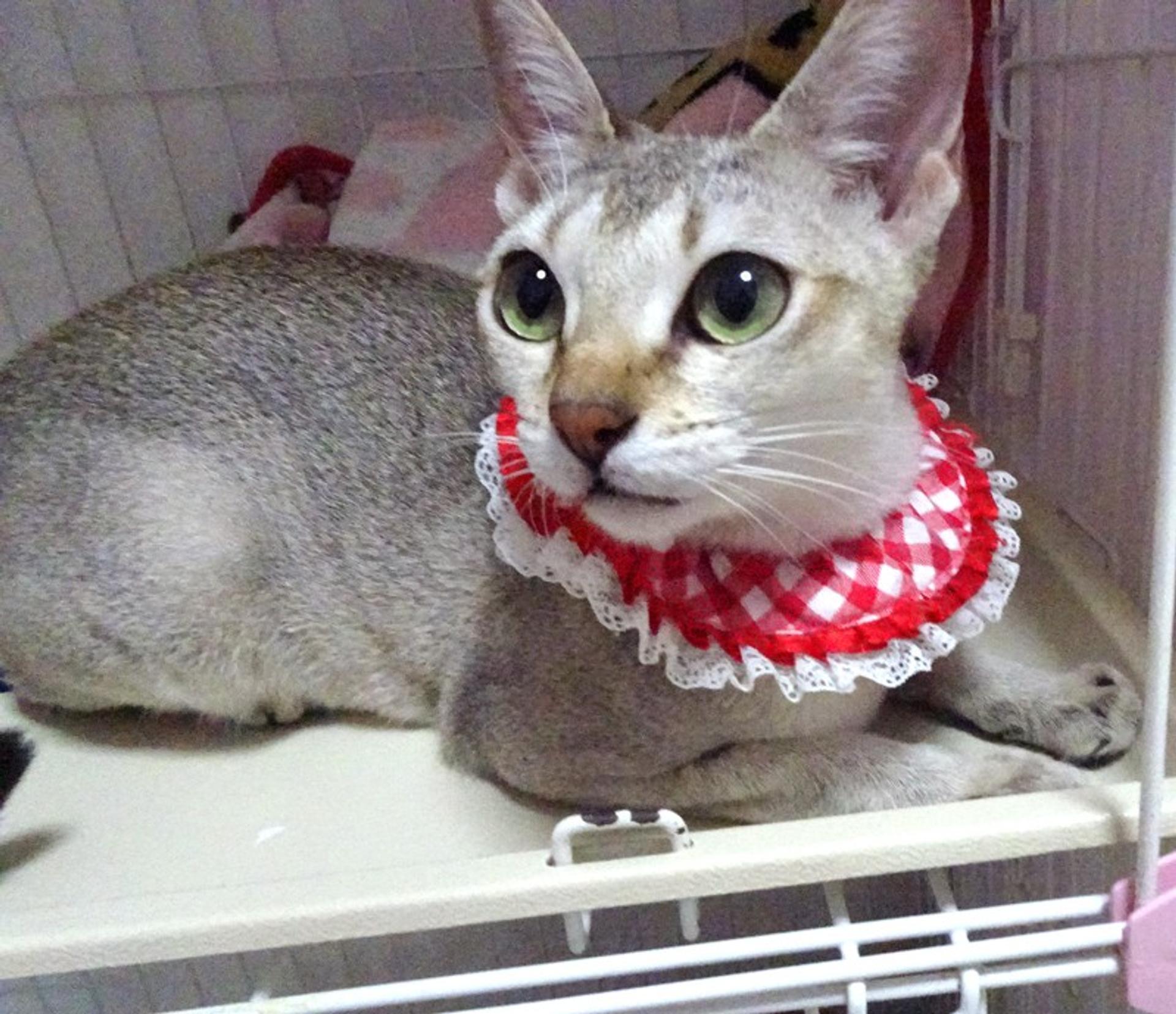 pet-image-6