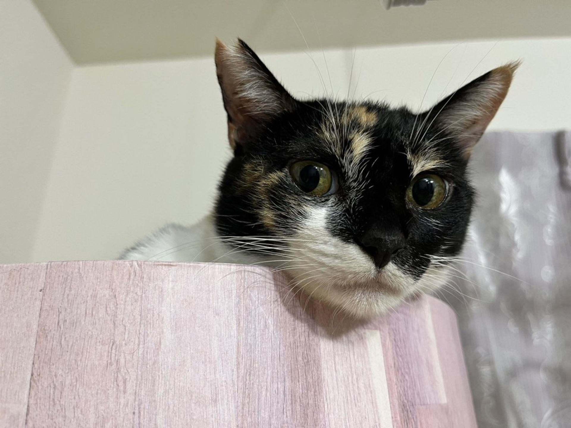 雑種（ミックス猫）・メスの里親募集の写真