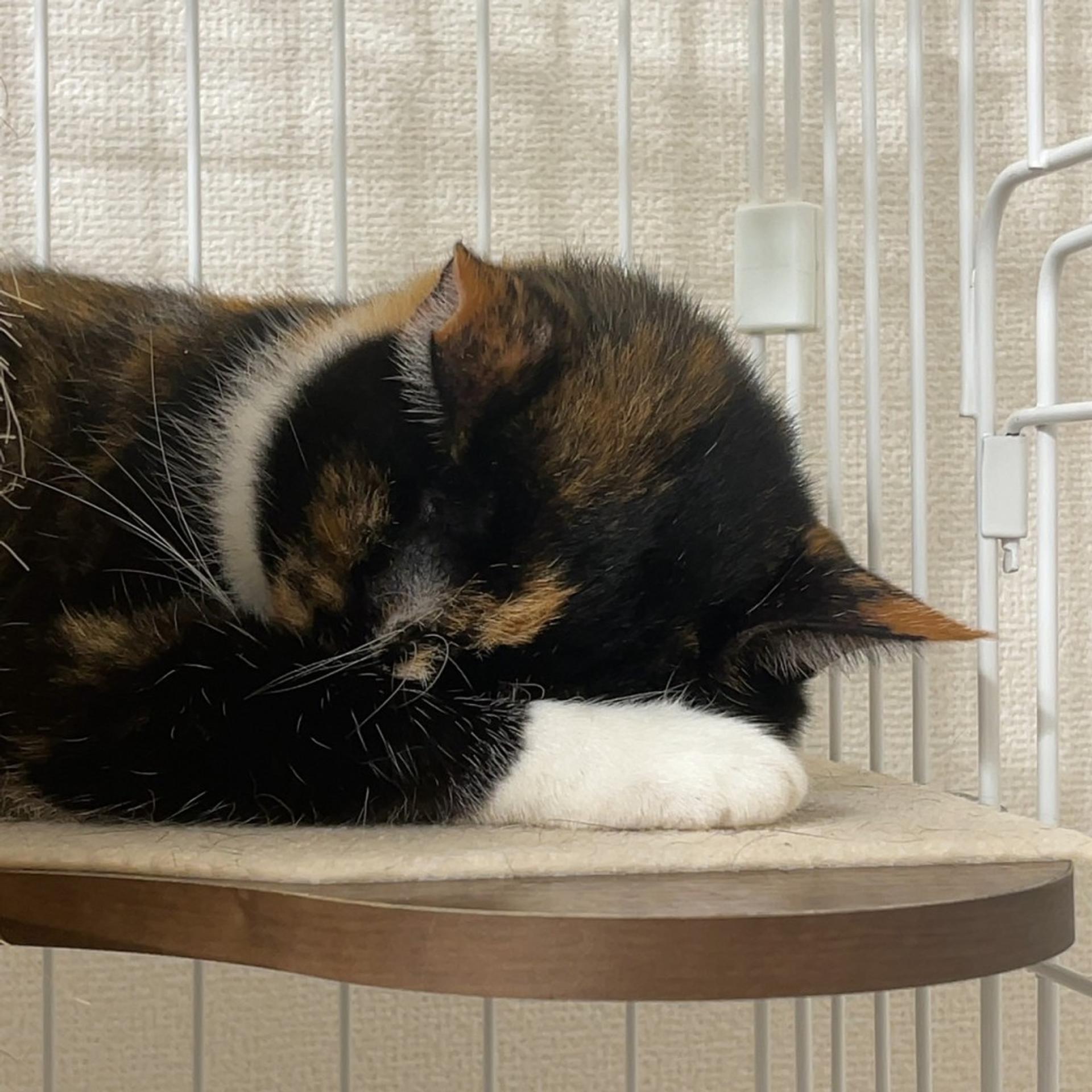 pet-image-5