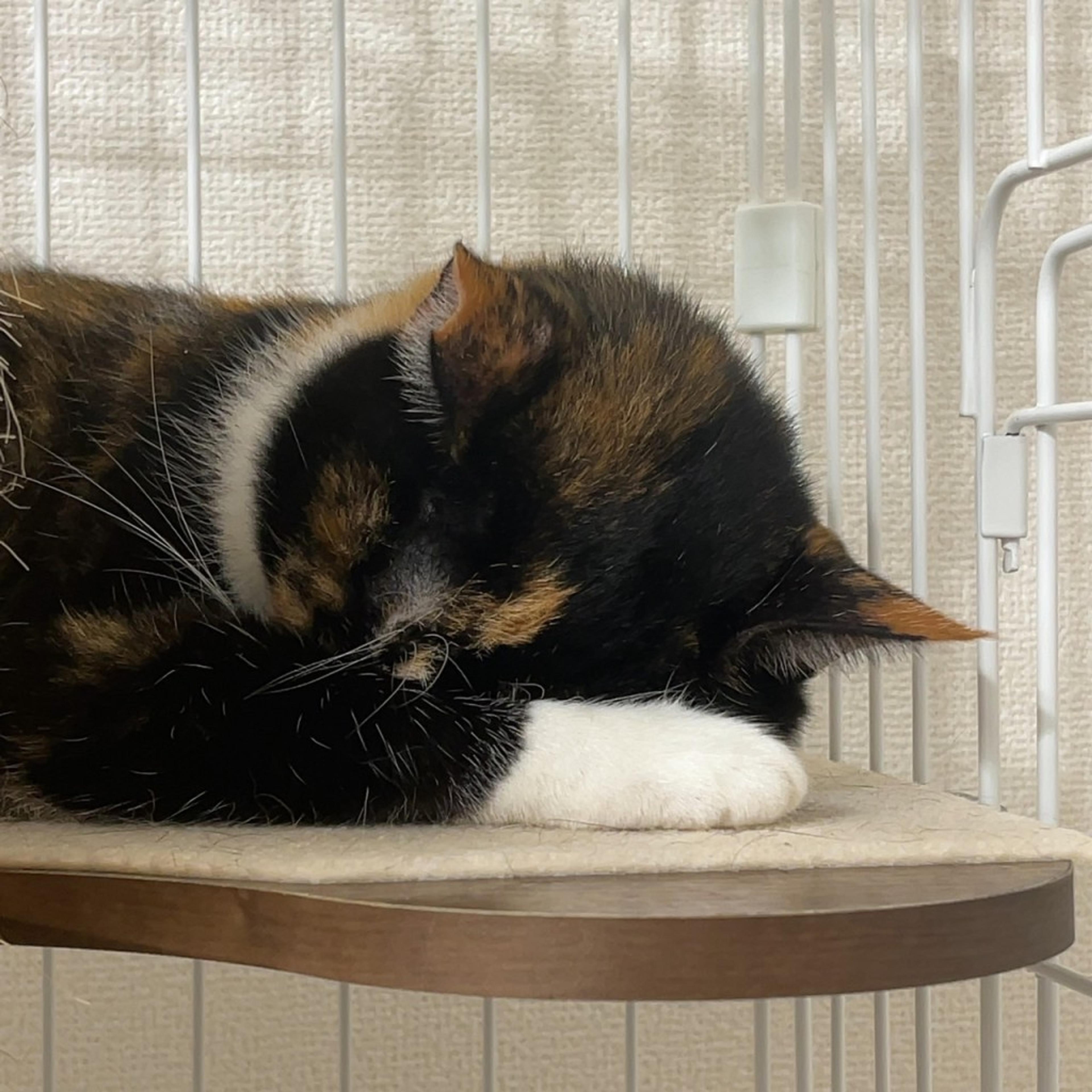 pet-image-5