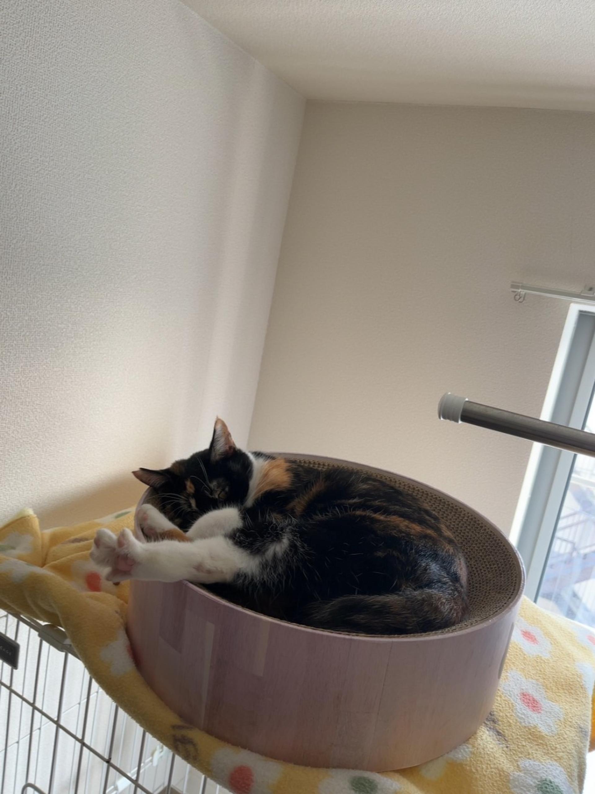 pet-image-3