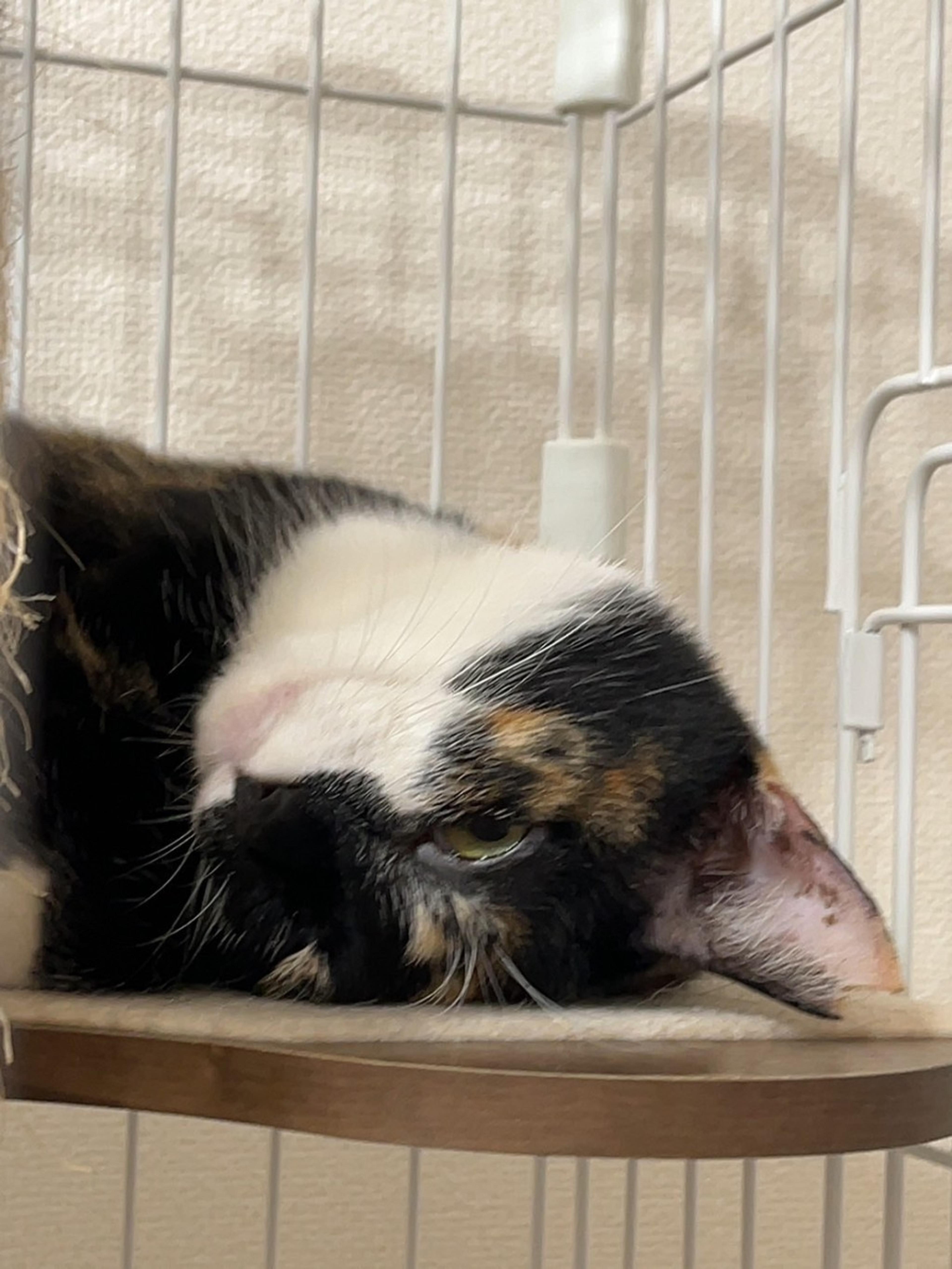 pet-image-7
