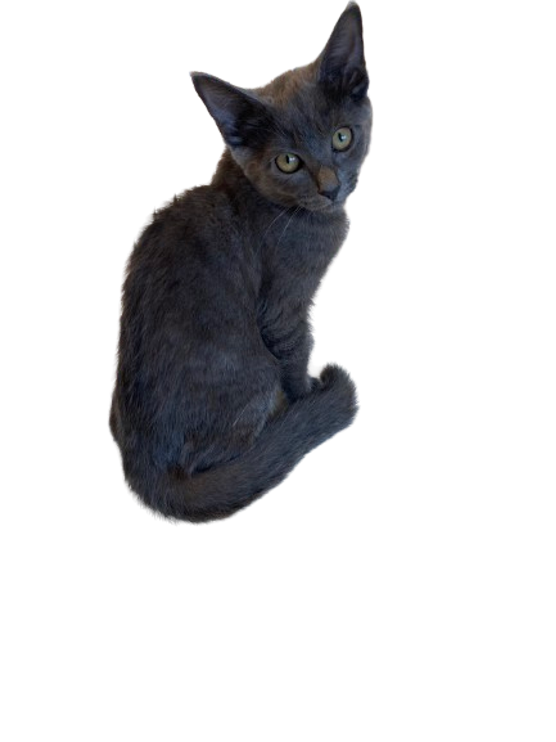 雑種（ミックス猫）・オスの里親募集の写真