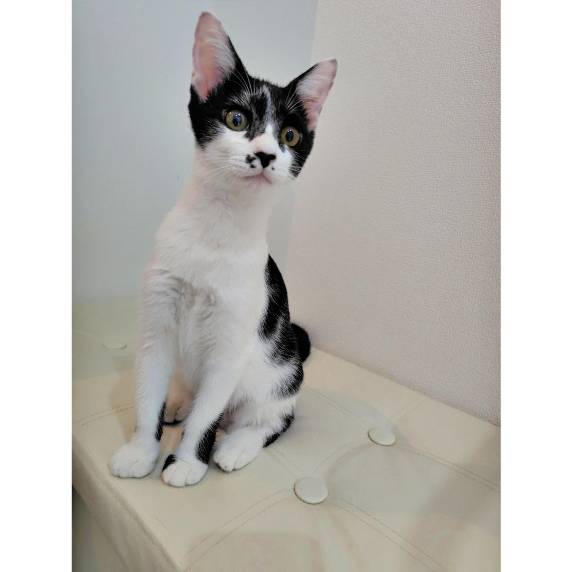 pet-image-4