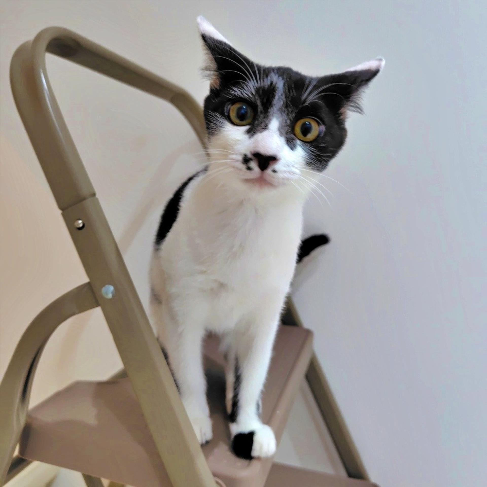 pet-image-5
