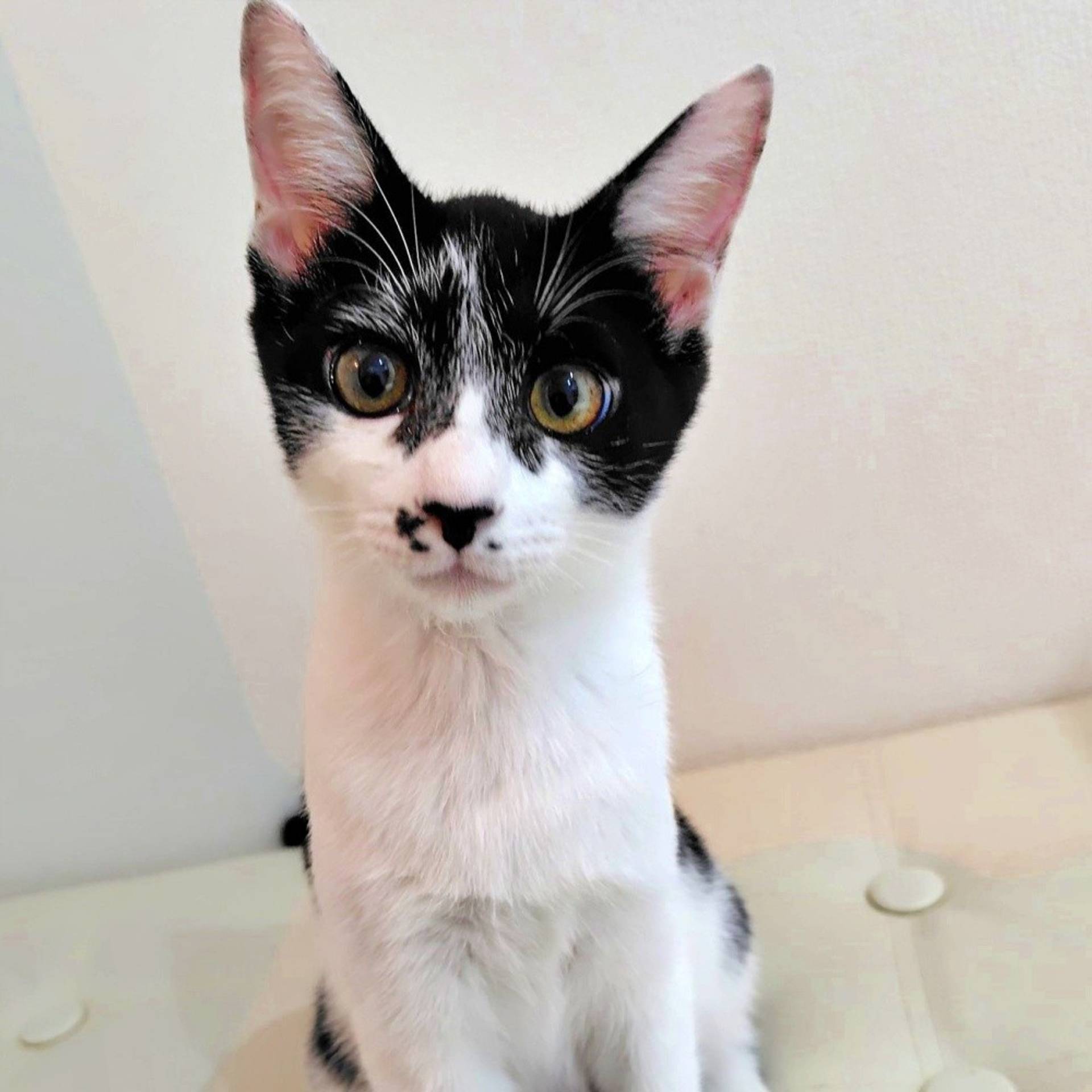 雑種（ミックス猫）・メスの里親募集の写真