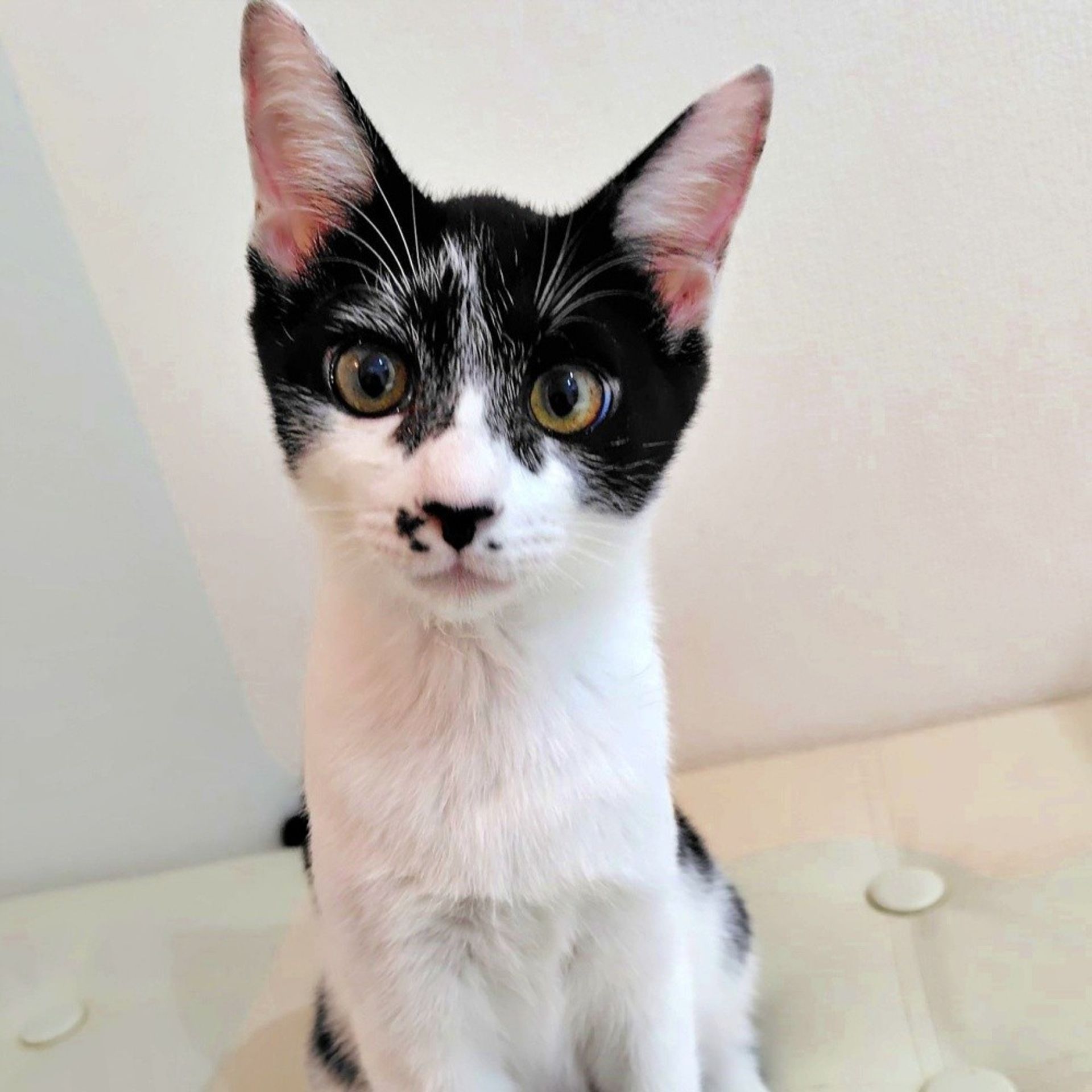 雑種（ミックス猫）・メスの里親募集の写真
