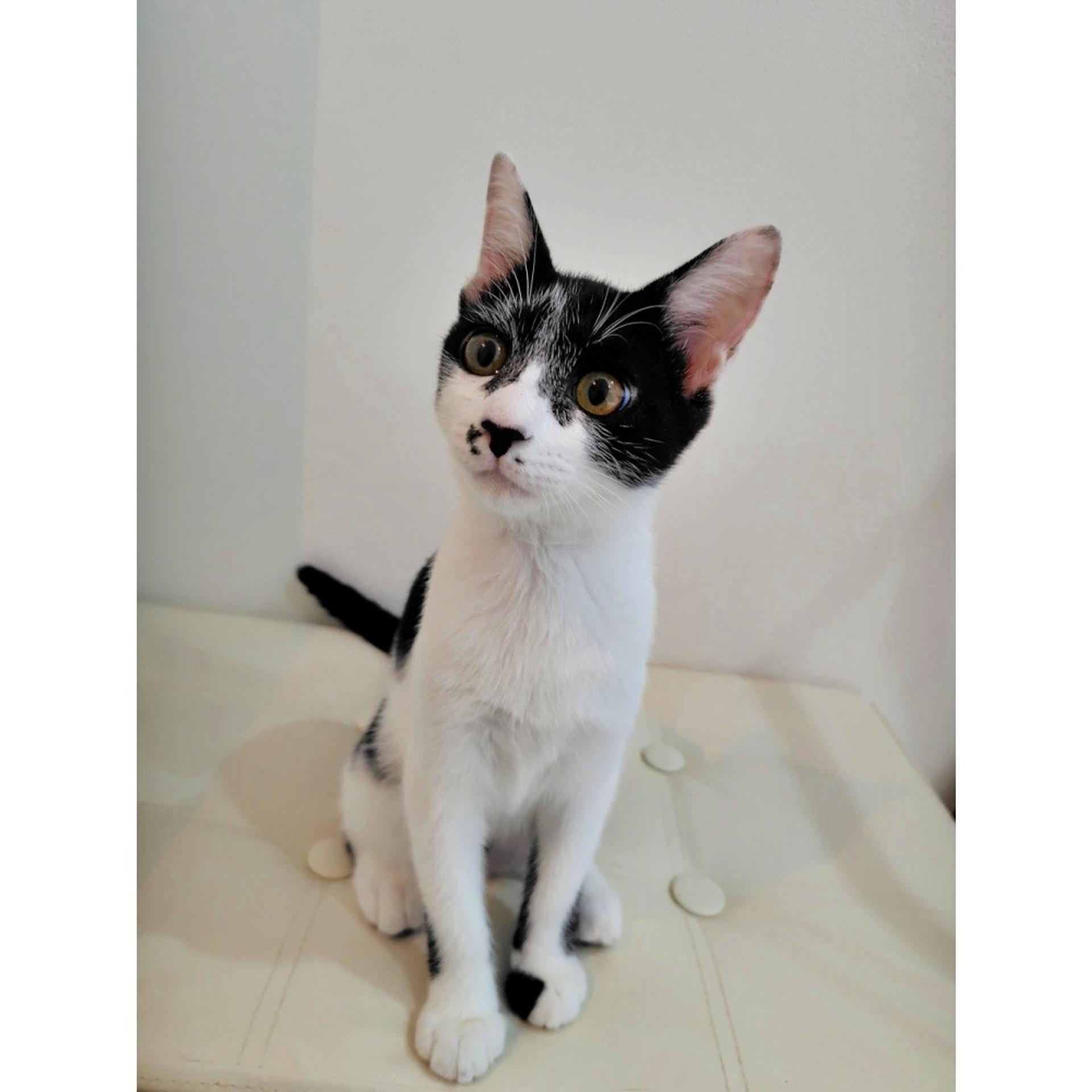 pet-image-2